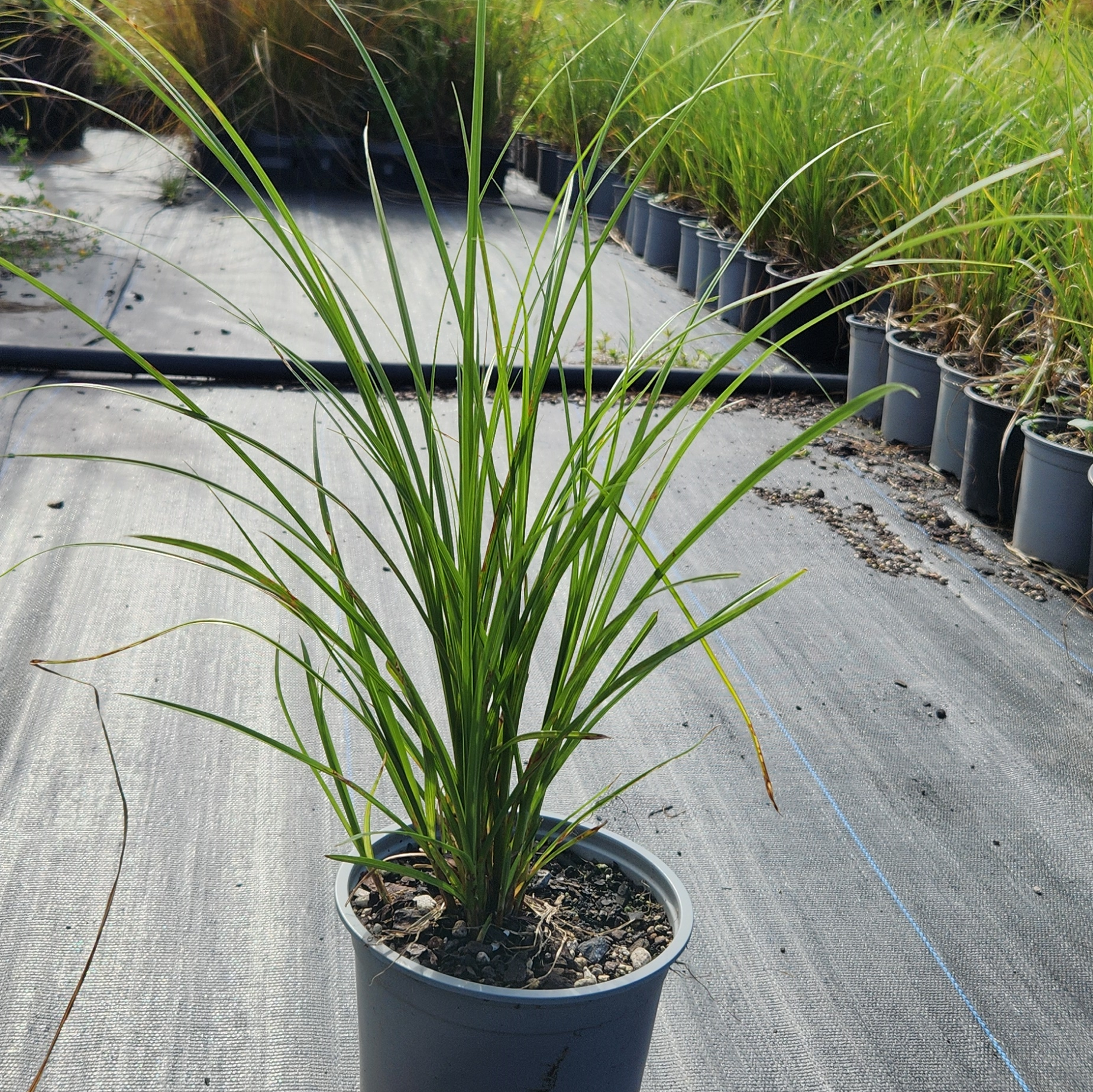 Pukio (Carex virgata)