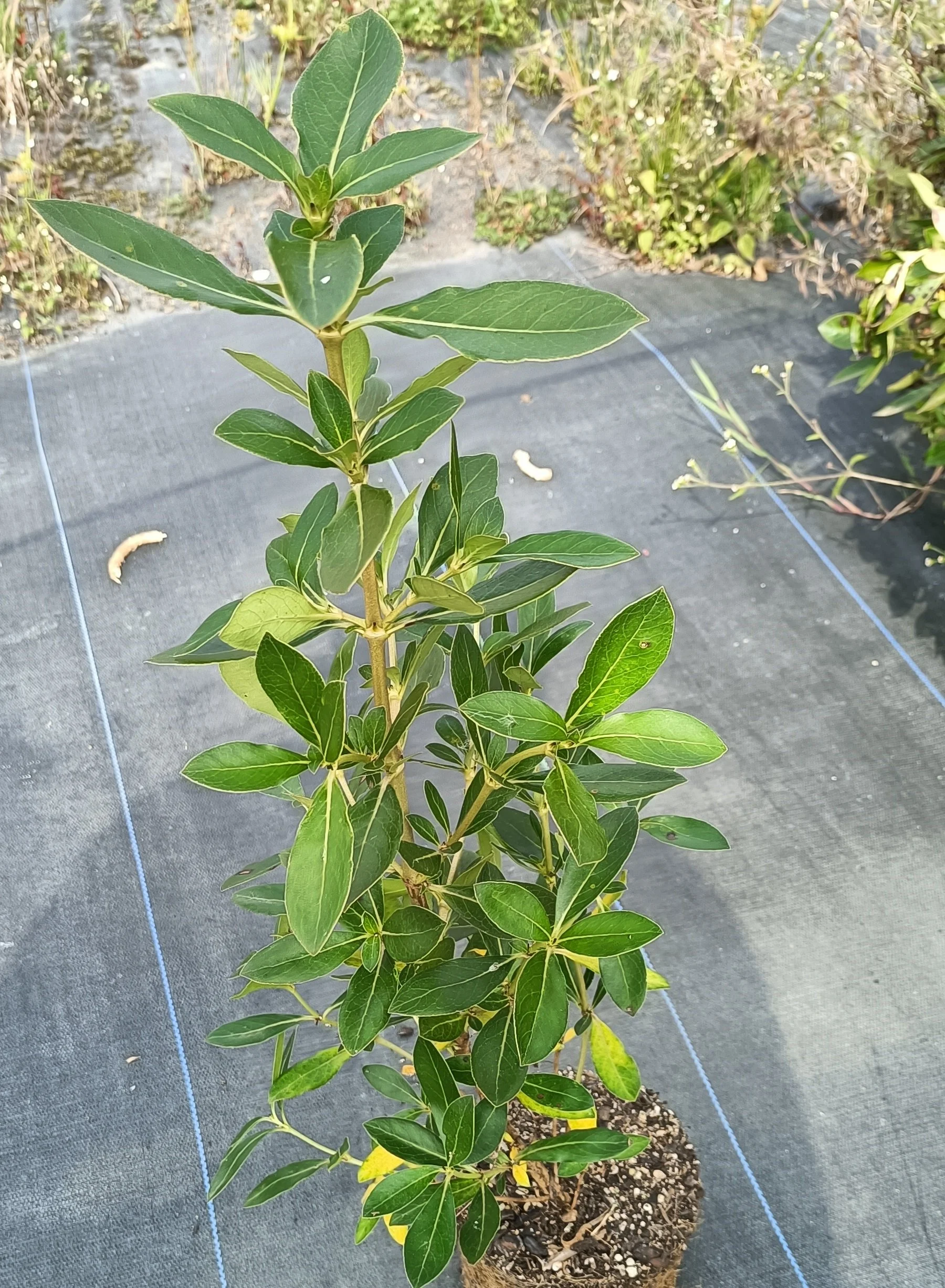 Karamū (Coprosma robusta)