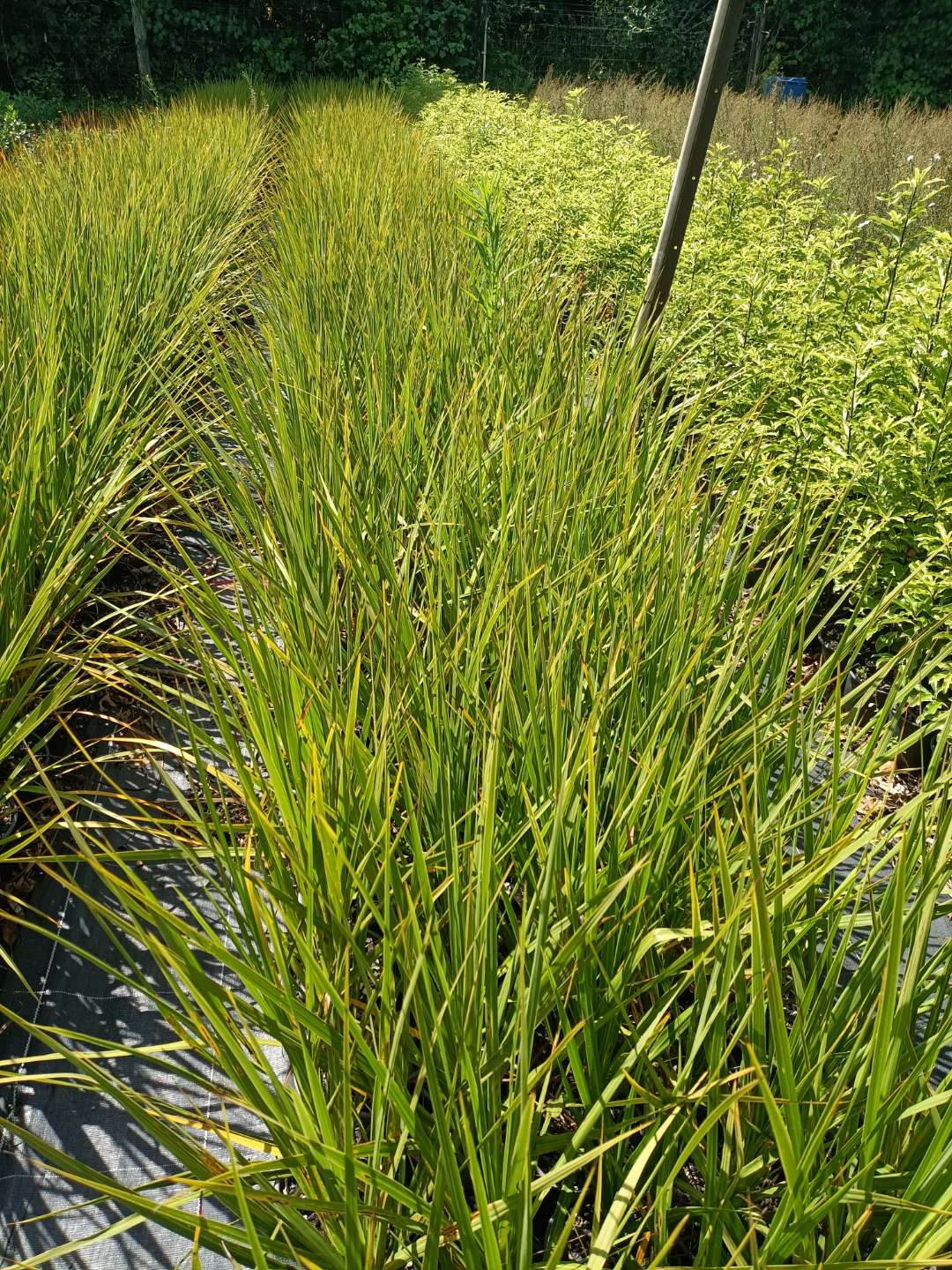 Tī kōuka (Cordyline australis)