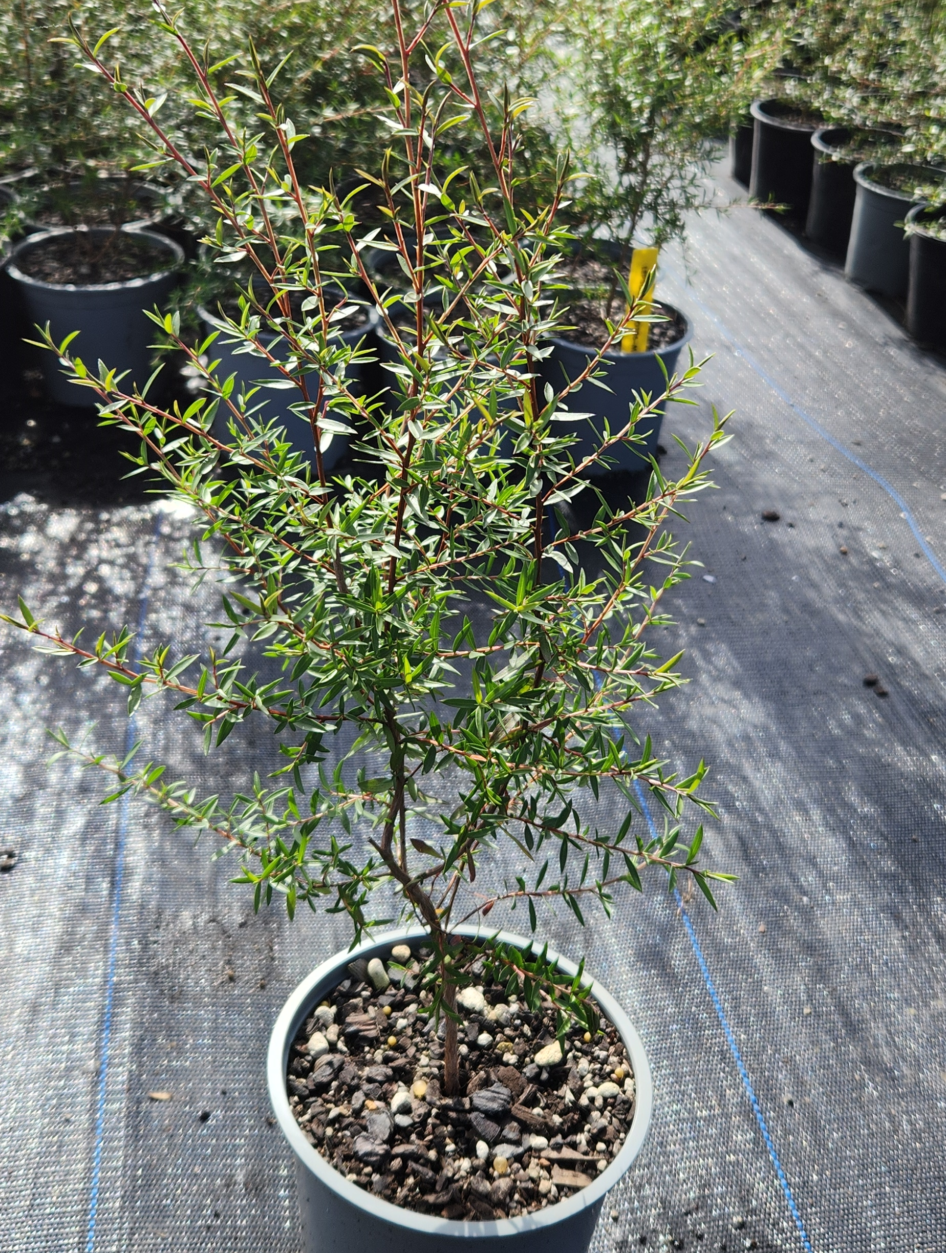 Mānuka (Leptospermum scoparium)