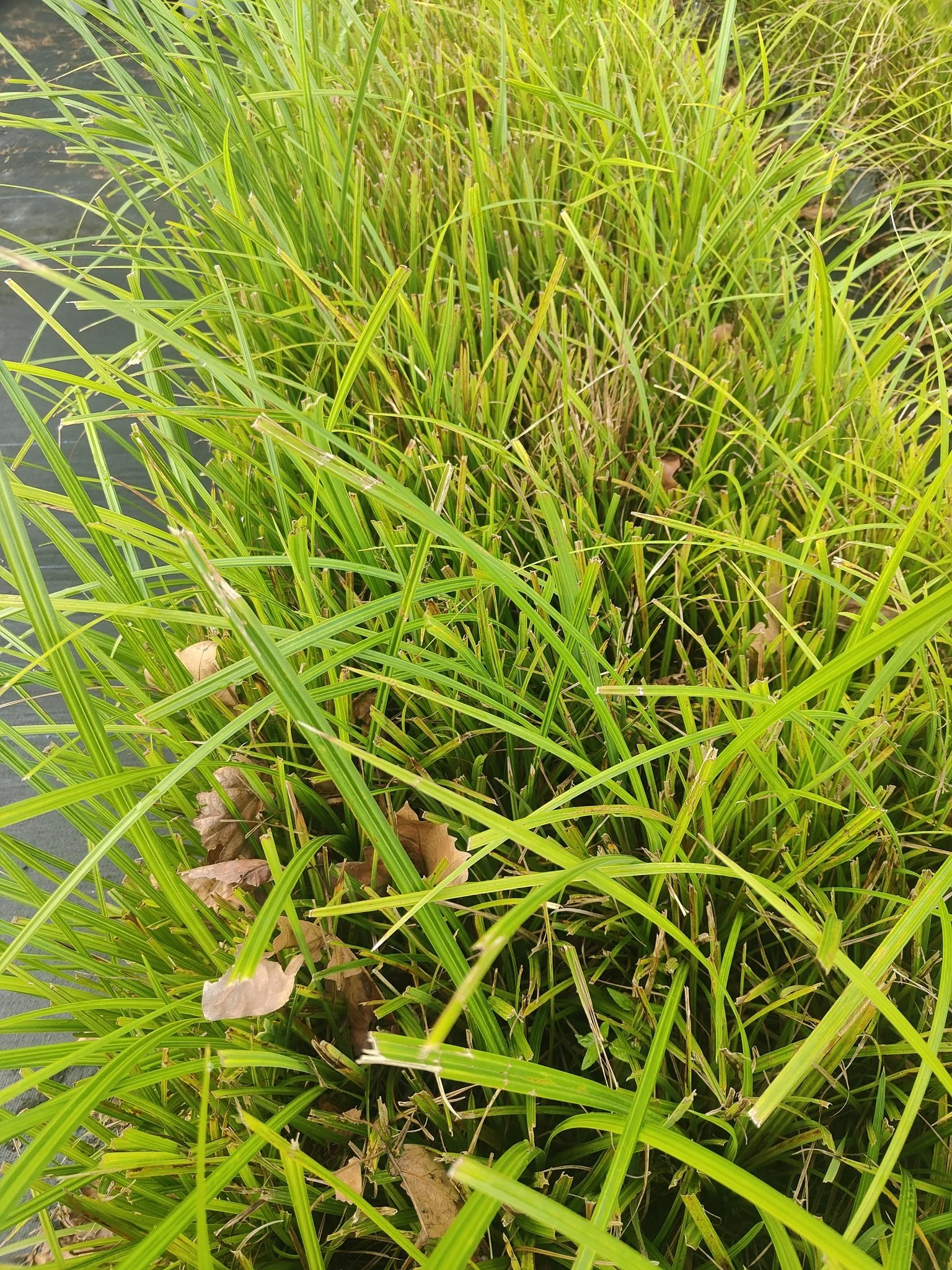 Rautahi (Carex geminata)