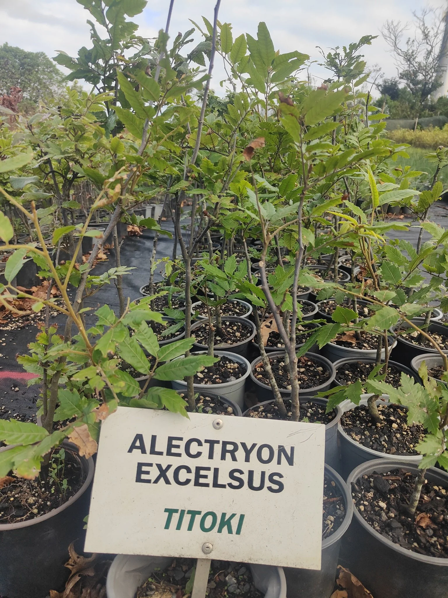 Titoki (Alectryon excelsus)