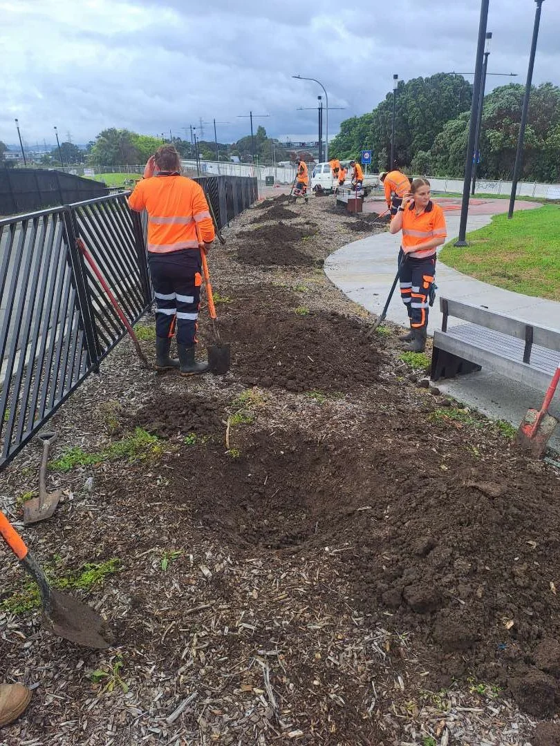 Planting underway at Mokoia Pā. 