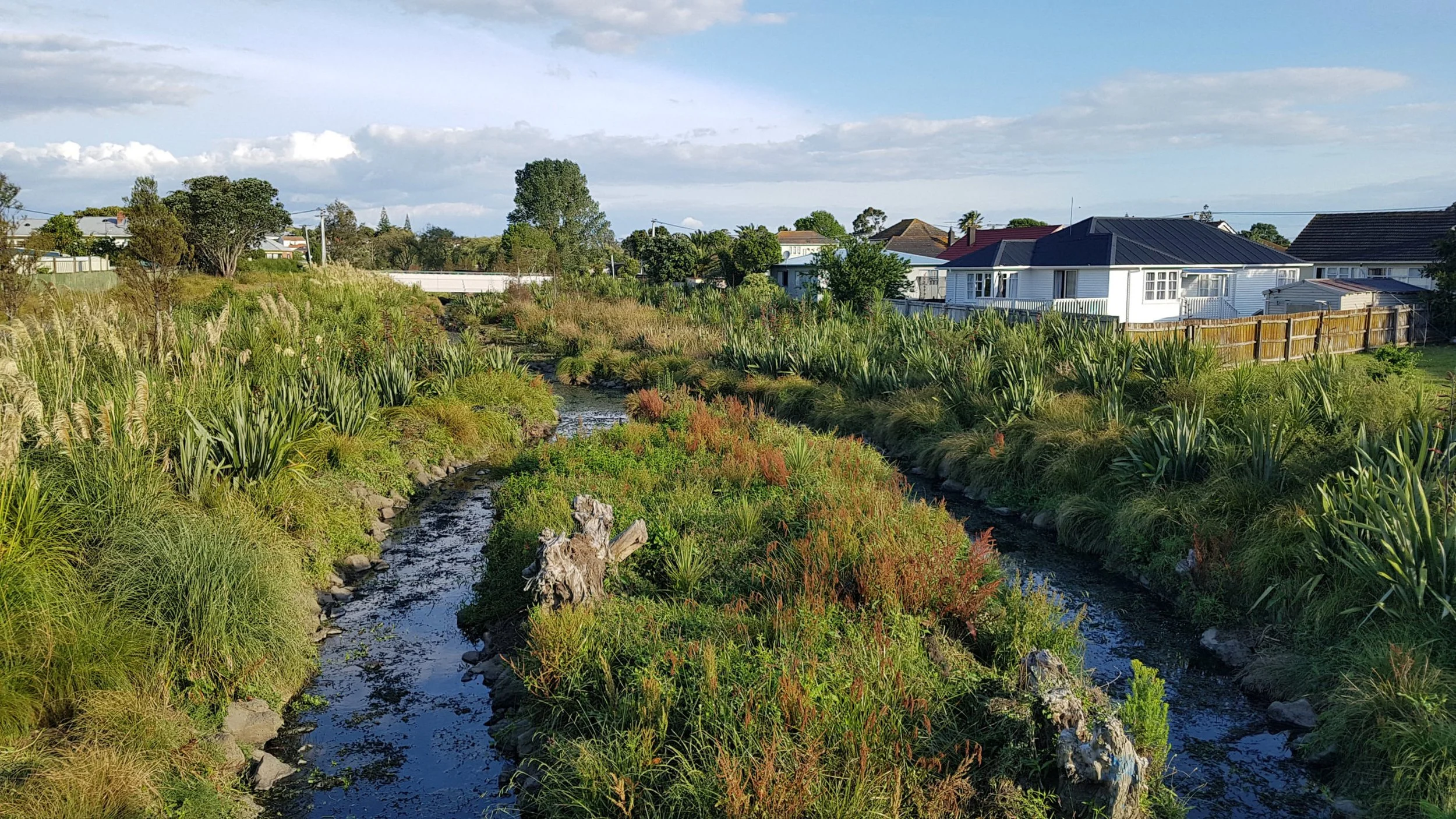Te Auaunga Awa | Oakley Creek Stage 1 riparian margins. Planted and under maintenance by Te Whāngai Trust since 2017.