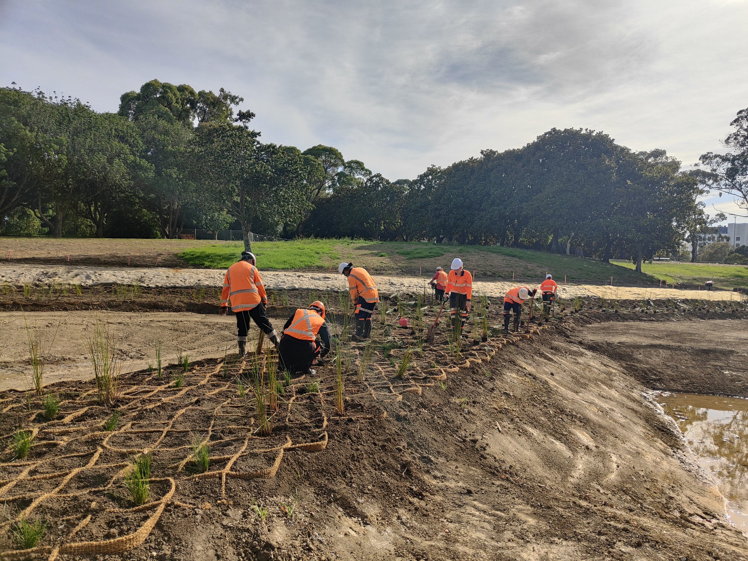 Te Whāngai Trust team members planting a stormwater treatment wetland.