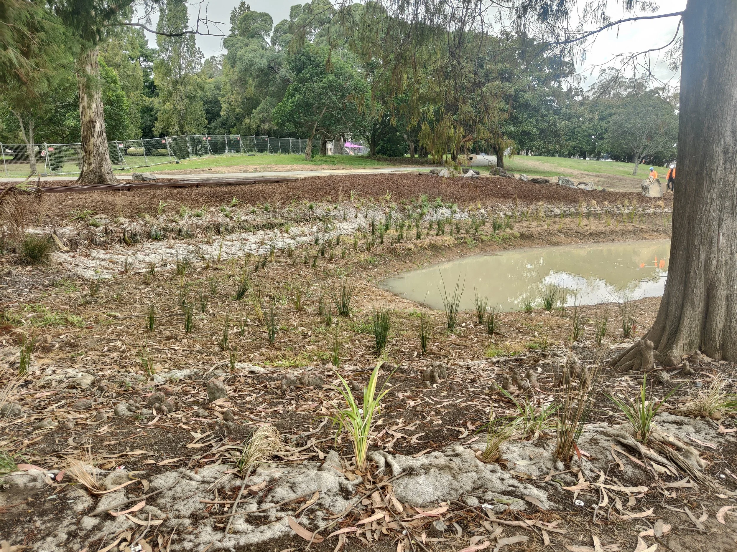 Plant establishment in progress along the wetland edge. 