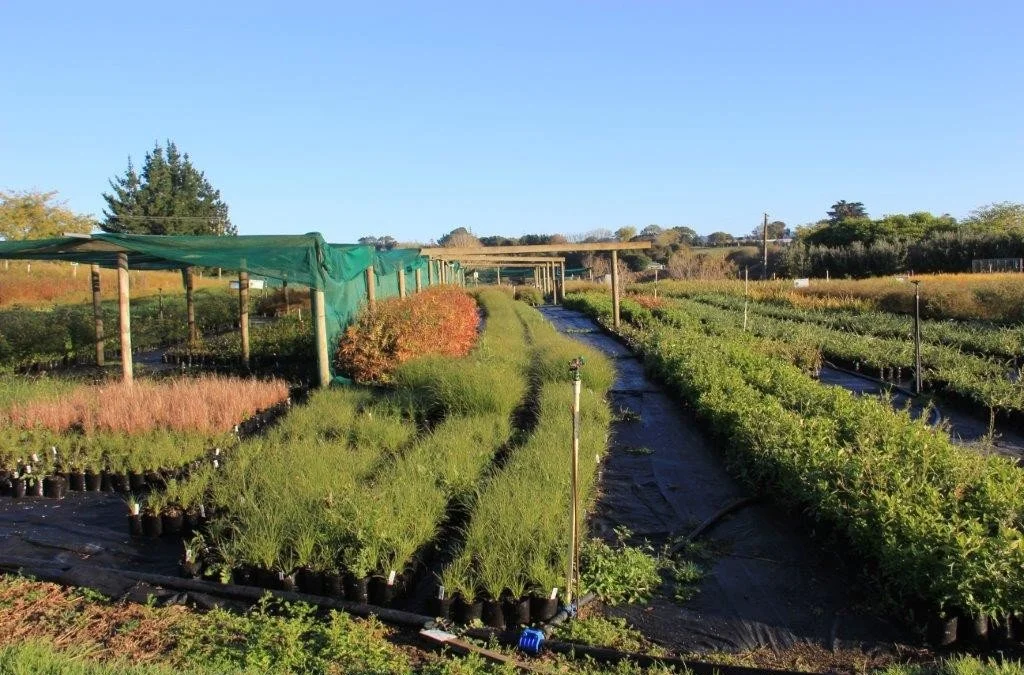 Te Whāngai Trust nursery.