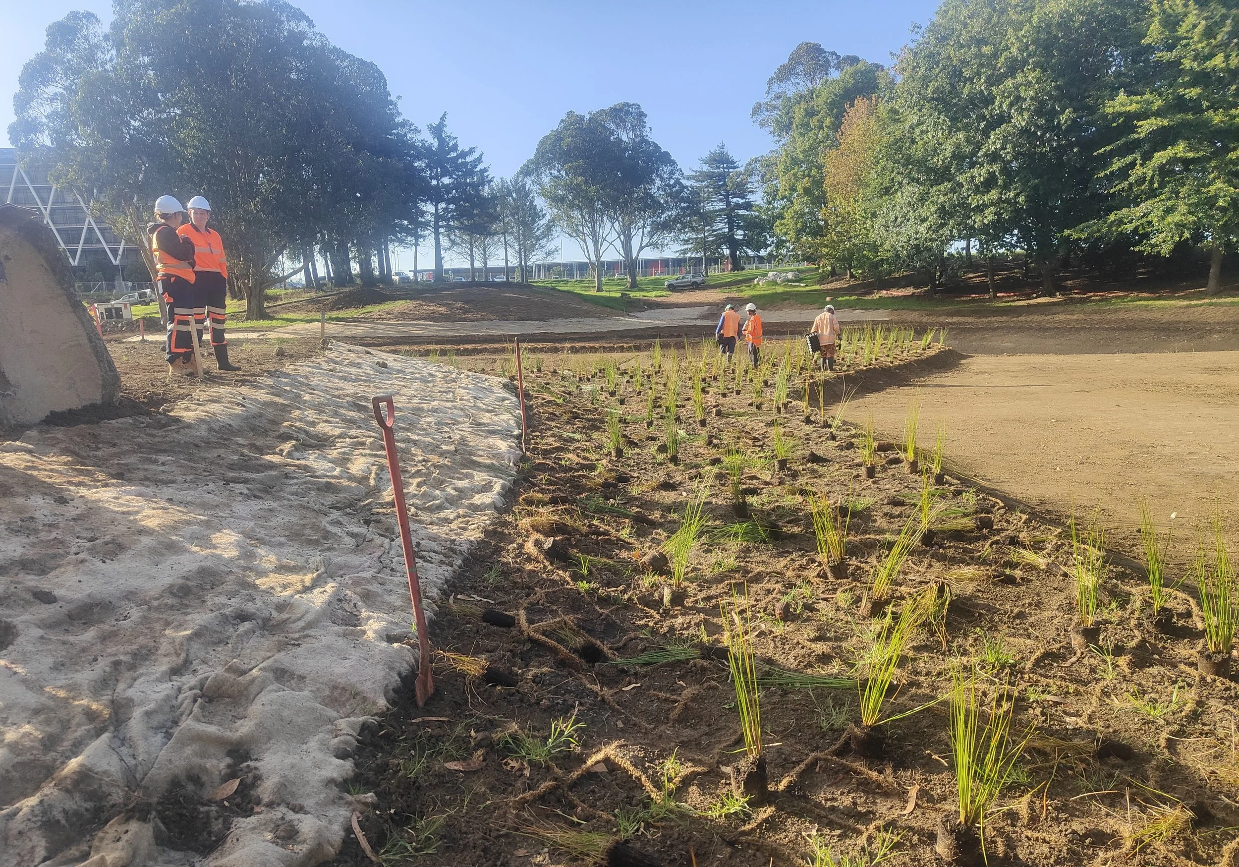 Te Whāngai Trust team planting the new repo (wetland) at Hayman Park in Manukau.