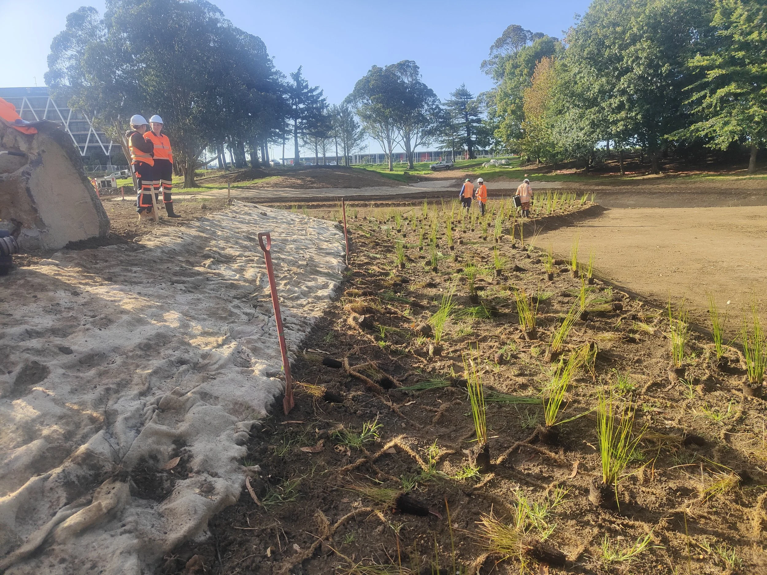 Laying out plants in the wetland emergent zones before filling. 