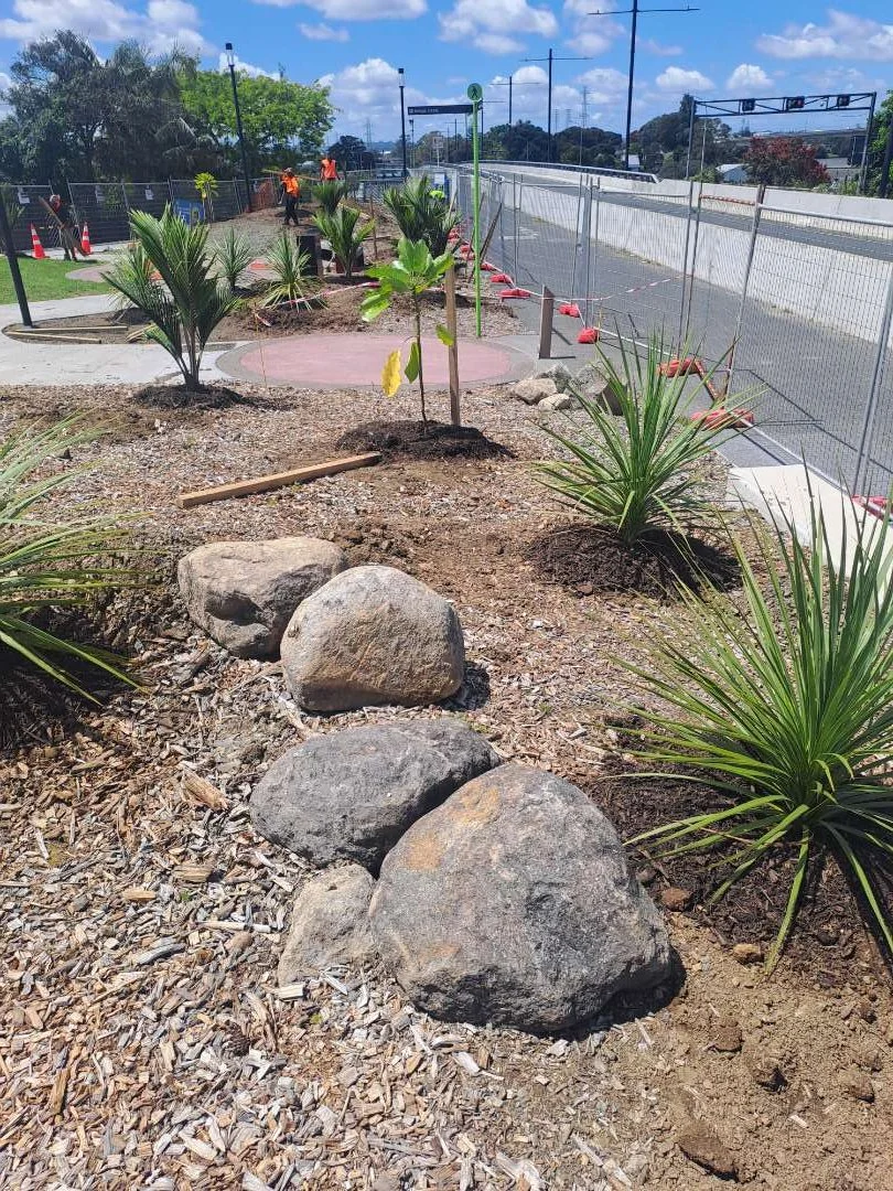 Native tree species established at Mokoia Pā. 