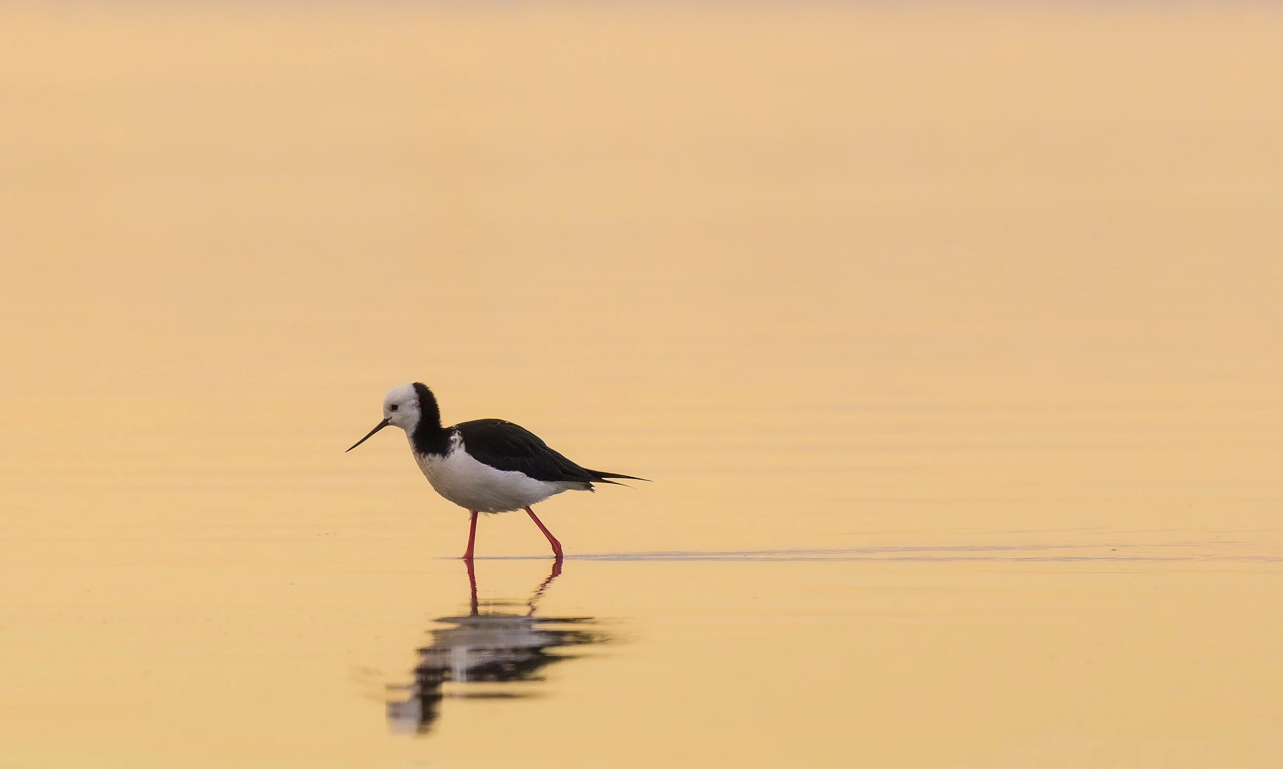 Golden Hour Pied Stilt Art Print