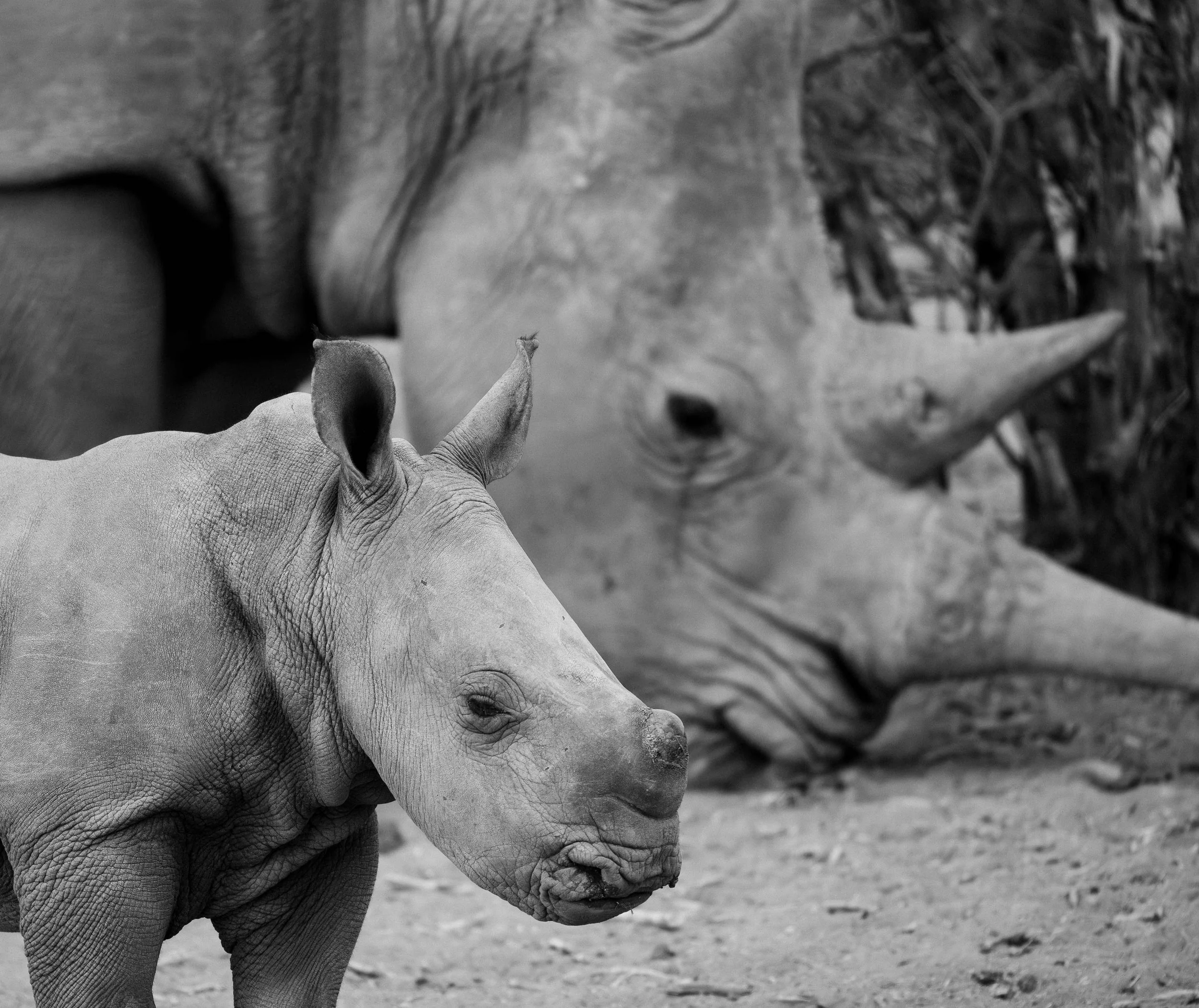 Namibia White Rhino with Calf - Fine Art Print