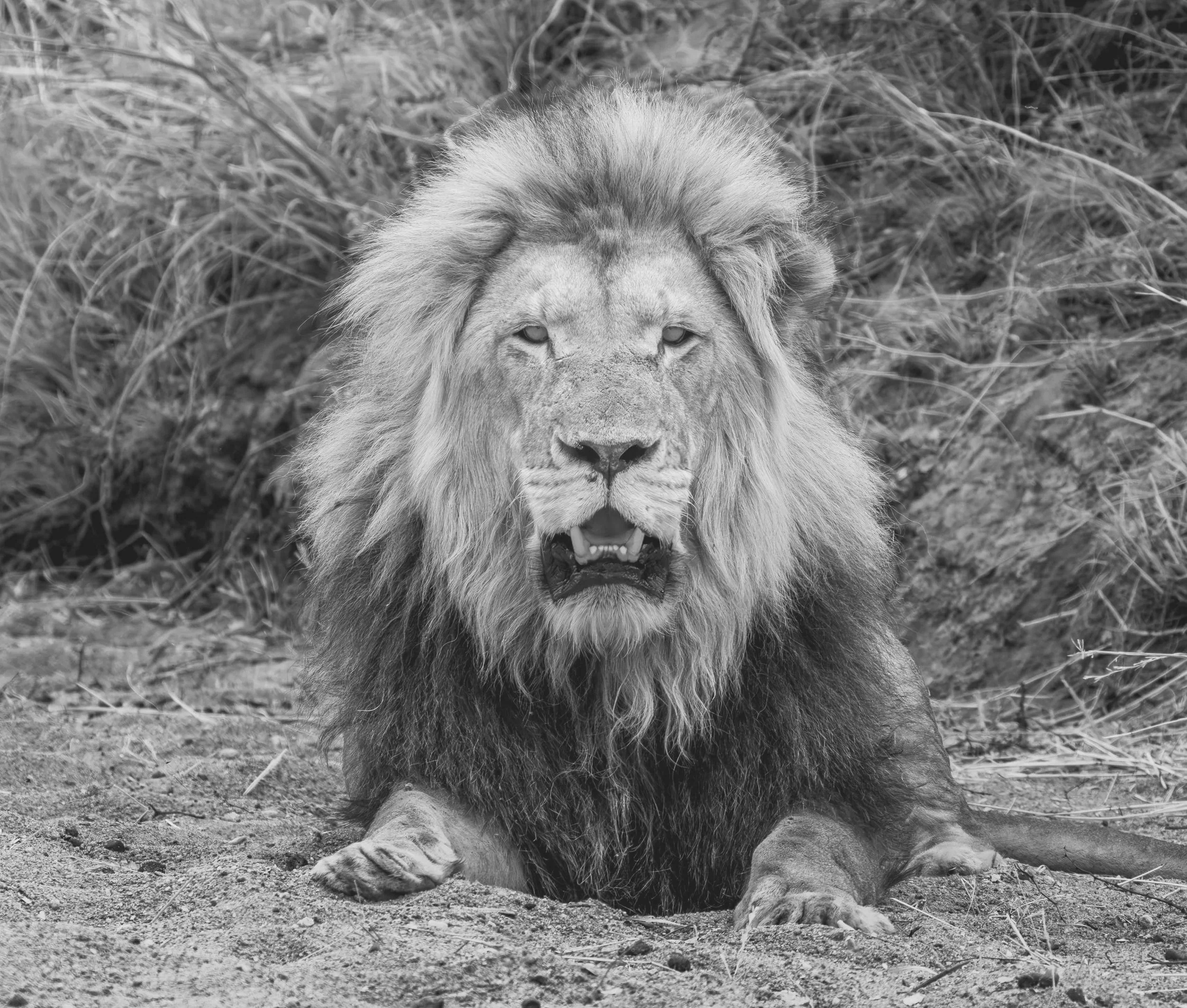 Lion in the Namib Desert Fine Art Print