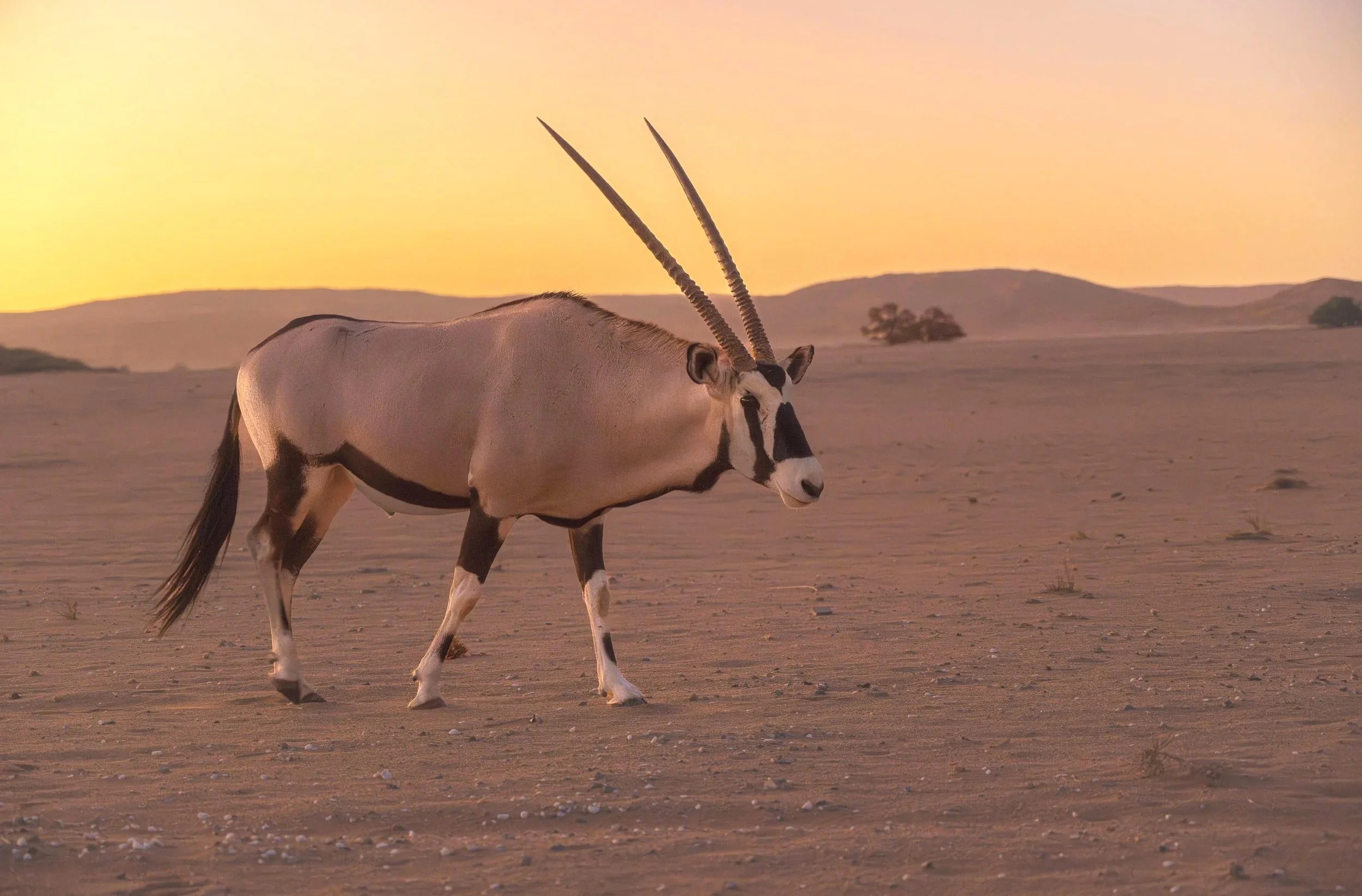 Namibian Desert Oryx Fine Art Print
