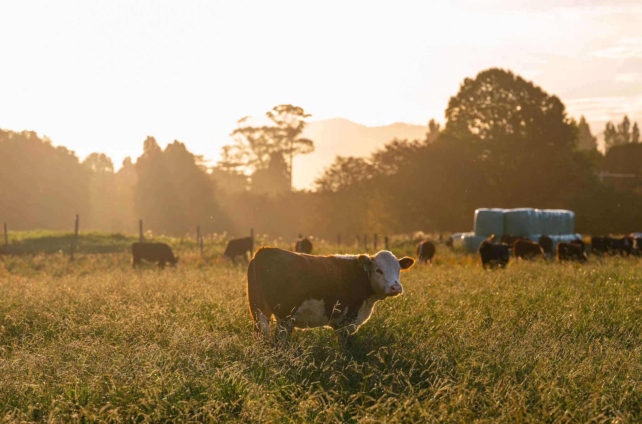 Rural New Zealand Sunset Wall Art