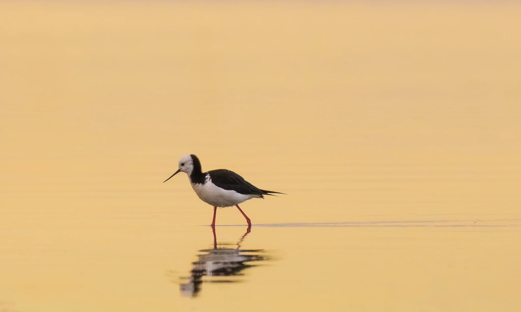 Golden Hour Pied Stilt