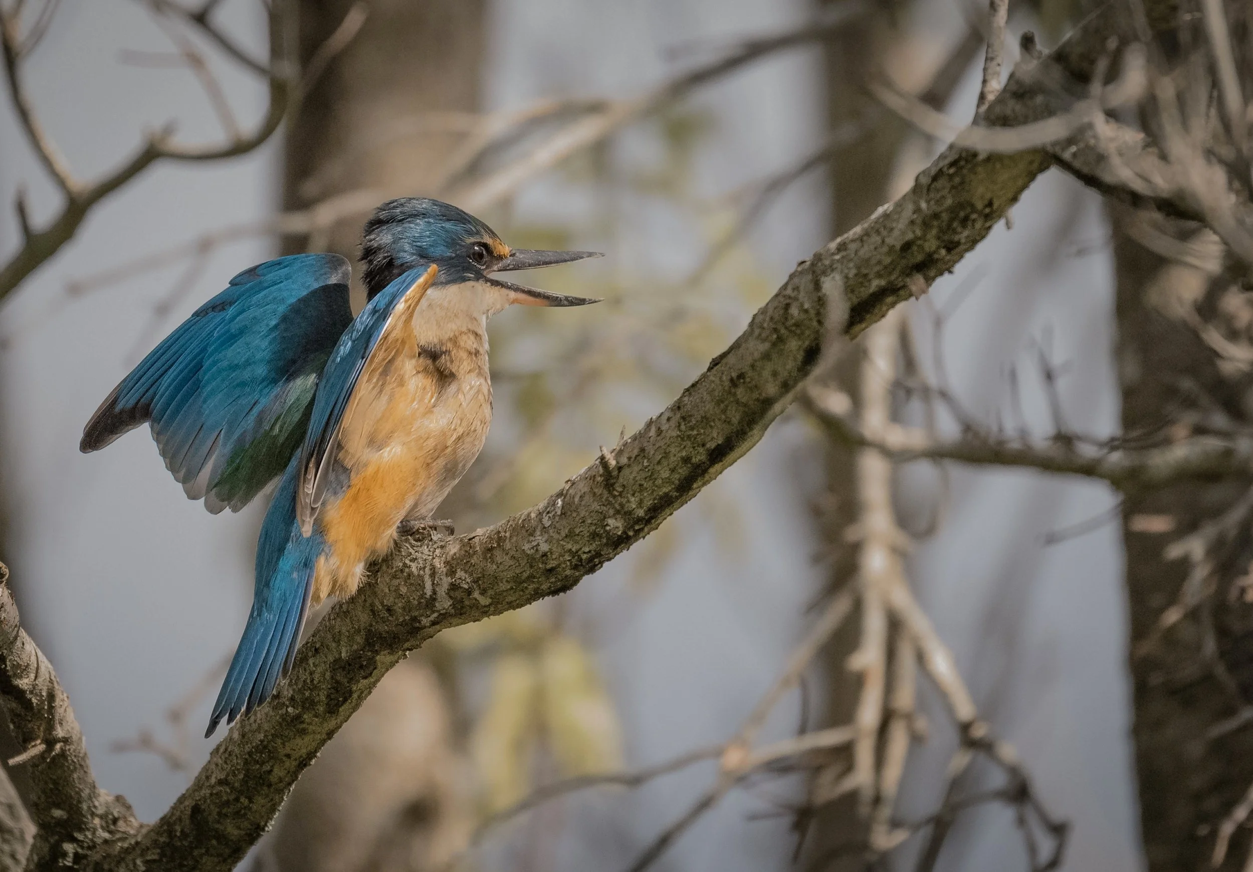 Exquisite New Zealand Kingfisher Art Print