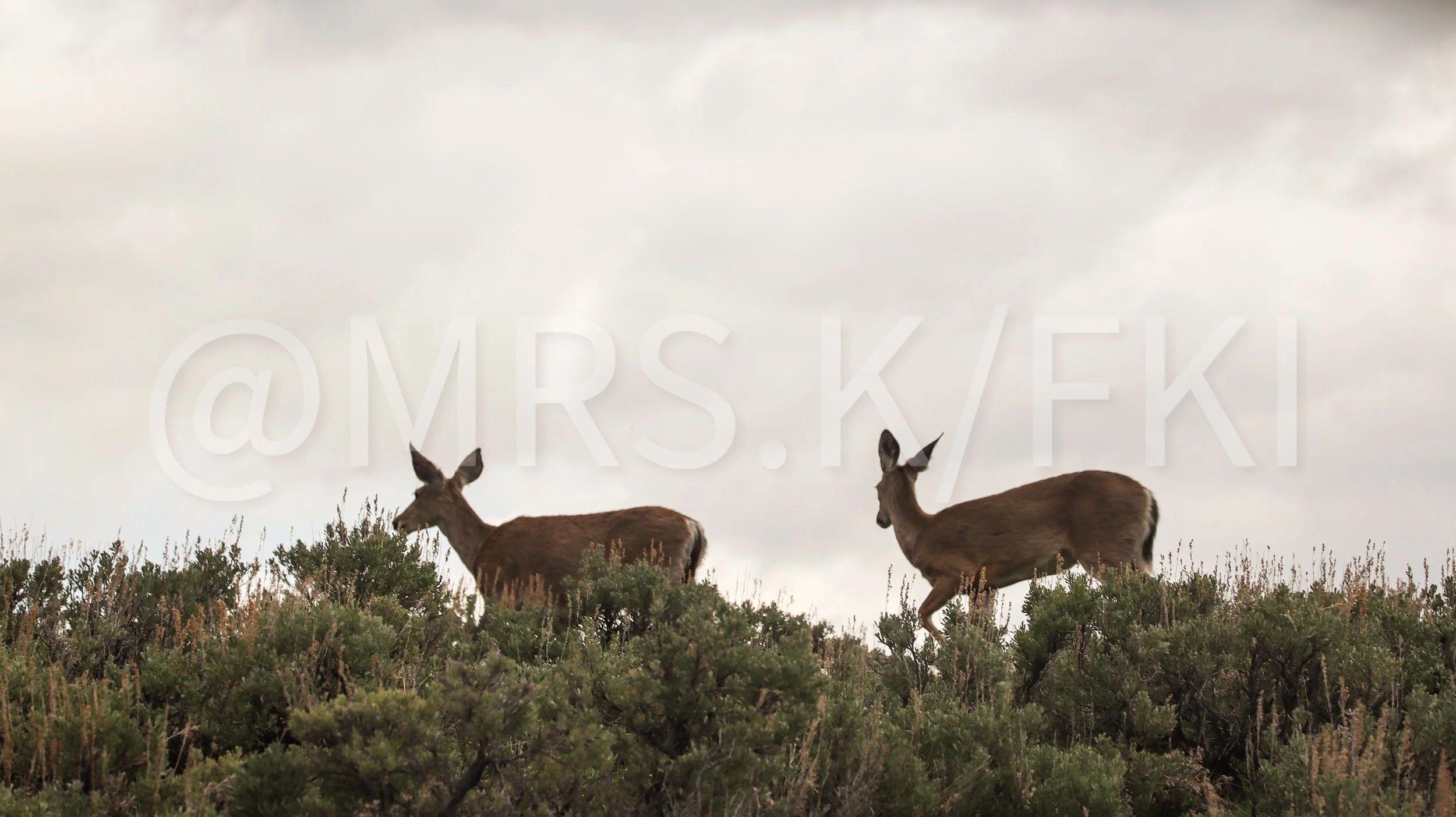 Two deer walking through bushes under a cloudy sky.