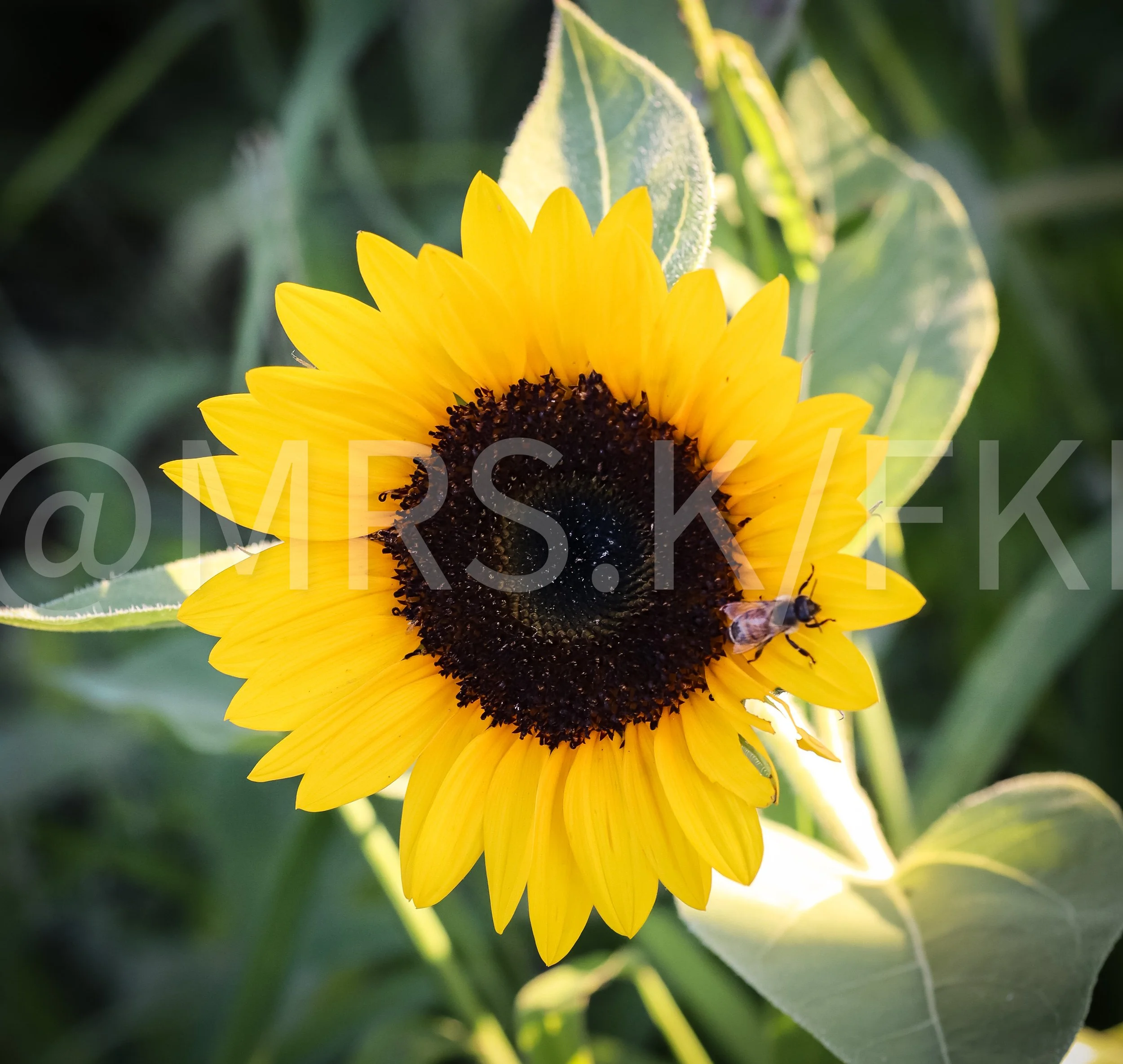 A close-up of a bright yellow sunflower with green leaves in the background.