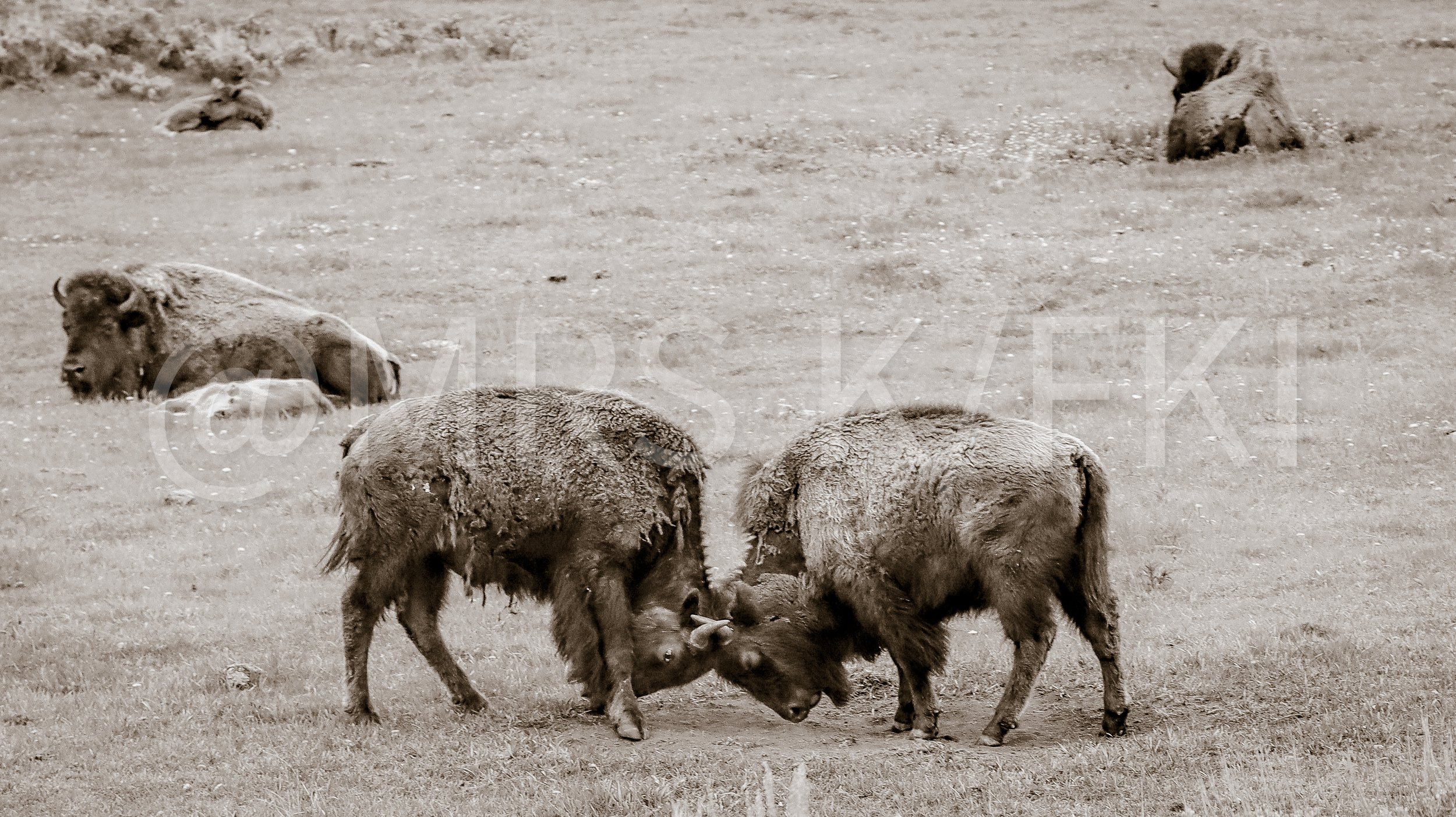  A Master Work of Art - An Original Piece of Photography 1 of 10 to print Custom Fine Art -Several bison grazing on a field, with some lying down and others standing, in a rural landscape.