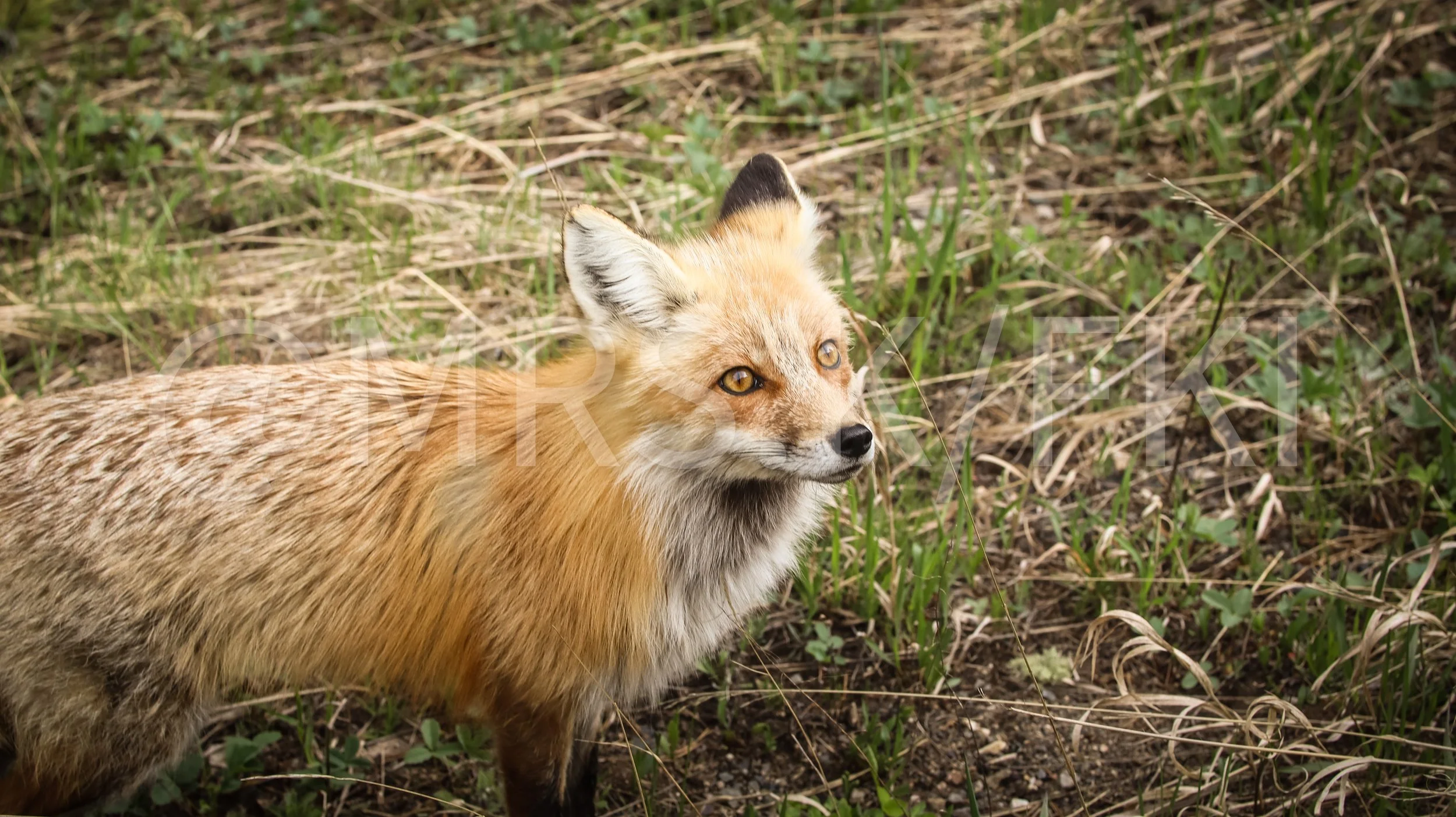  A Master Work of Art - An Original Piece of Photography 1 of 10 to print Custom Fine Art -A fox standing in tall grass and weeds in a natural outdoor setting.
