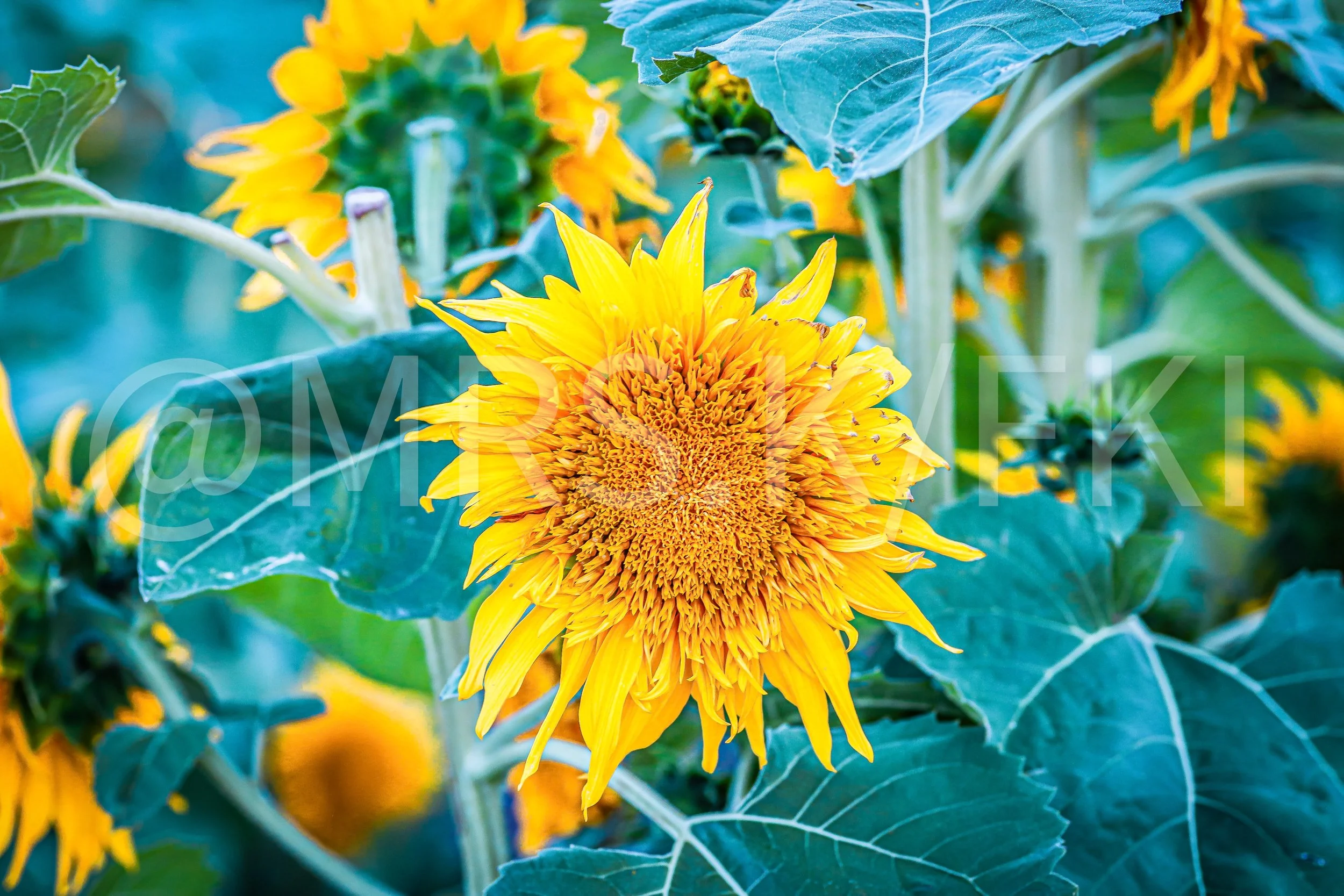  A Master Work of Art - An Original Piece of Photography 1 of 10 to print Custom Fine Art -Close-up of yellow sunflower with large green leaves surrounding it.