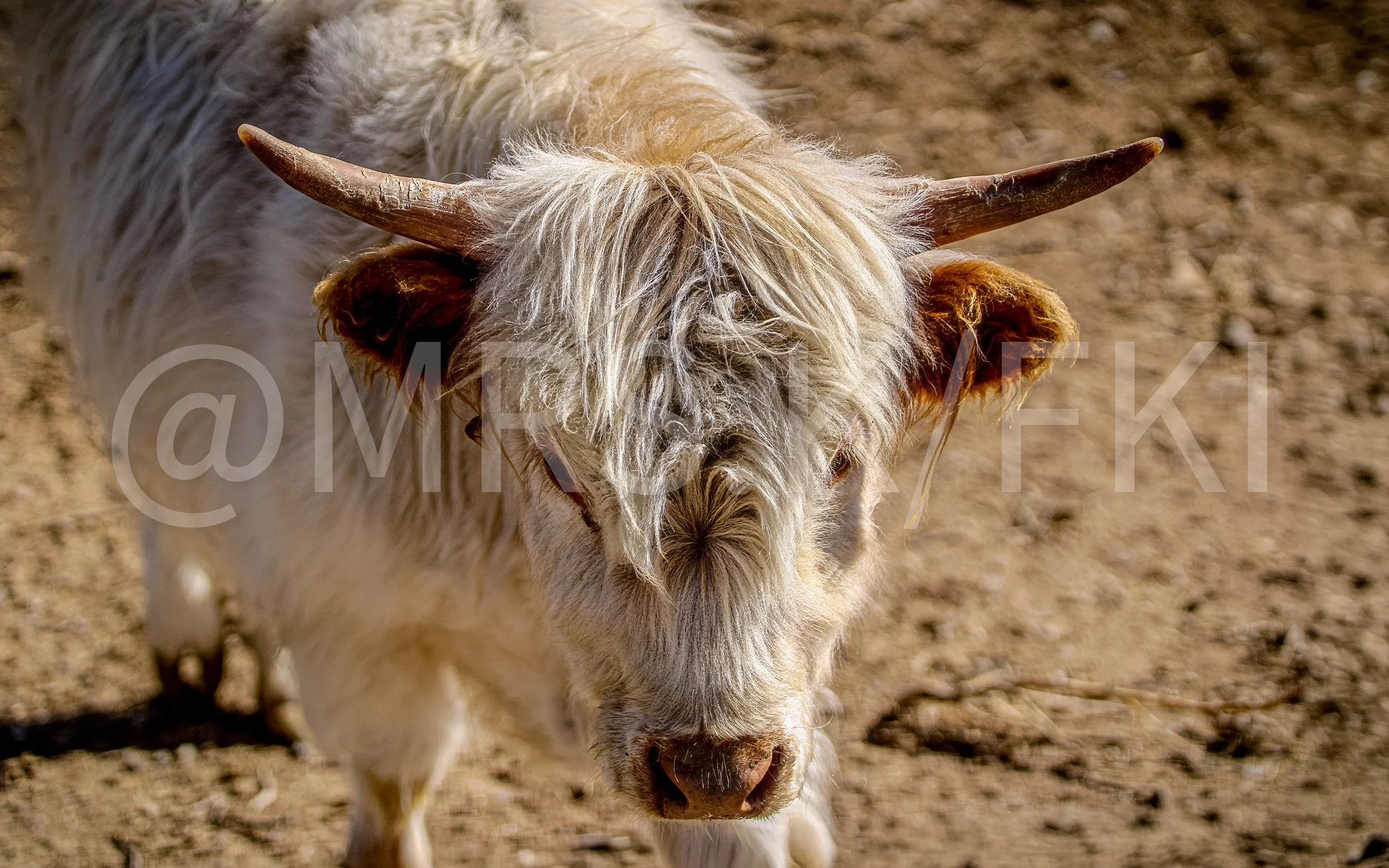 Close-up of a white yak with long shaggy fur and curved horns standing on dirt ground.