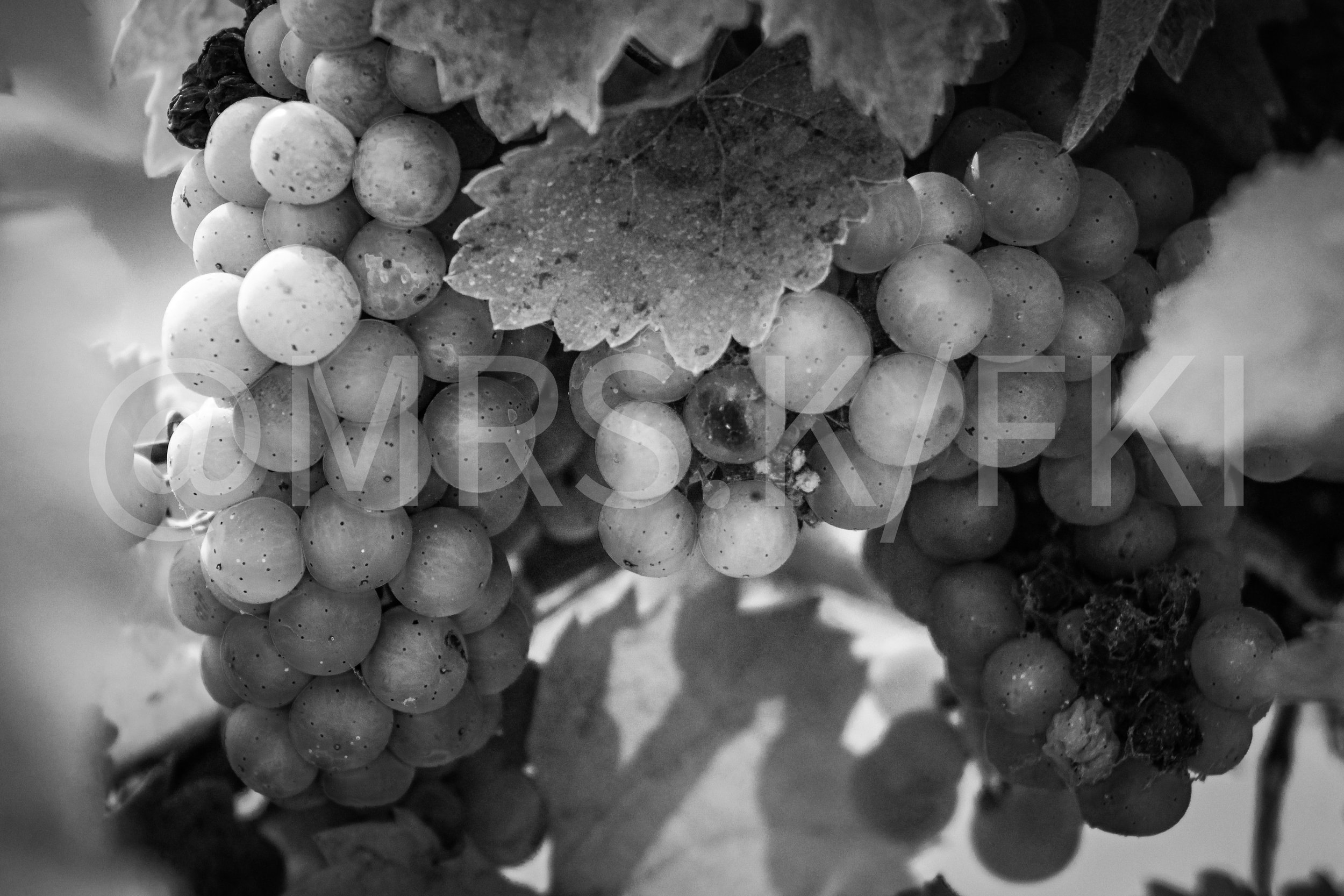  A Master Work of Art - An Original Piece of Photography 1 of 10 to print Custom Fine Art - Stunning and moving - Close-up of a bunch of grapes with leaves in black and white.