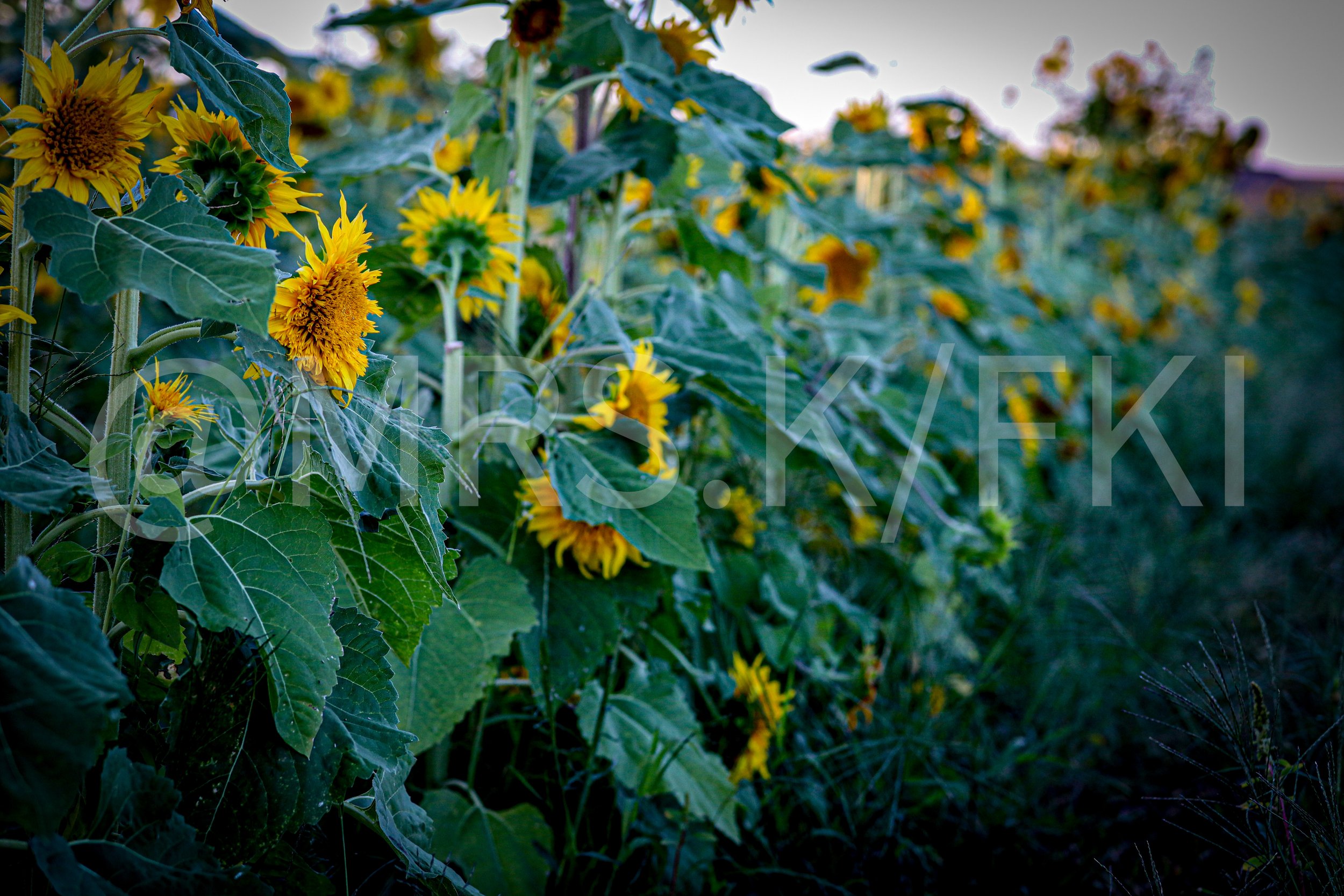 Sunflowers growing in a field.