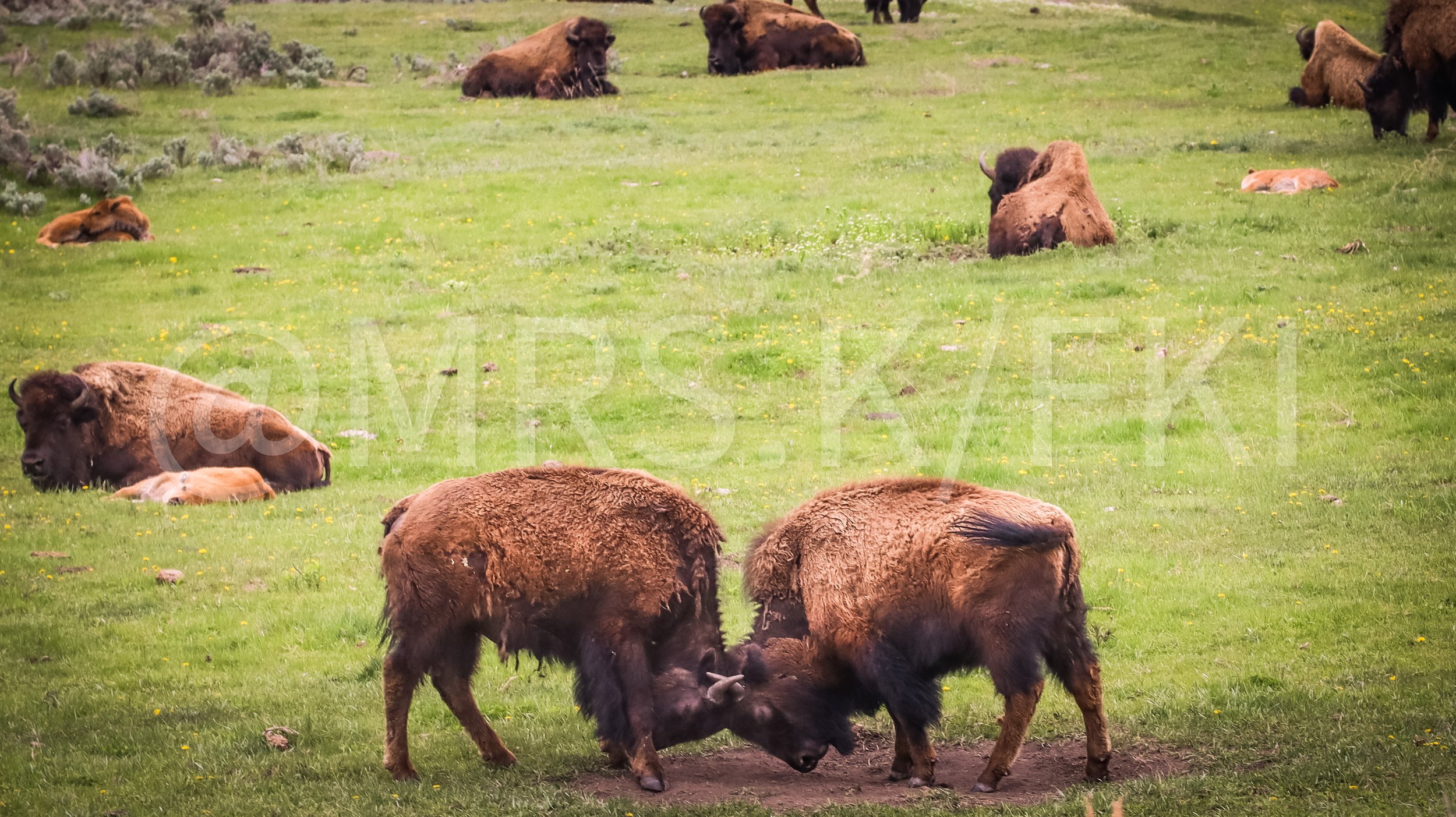 Bison resting on a green grassy field with yellow wildflowers, some lying down and others standing, in a natural landscape.