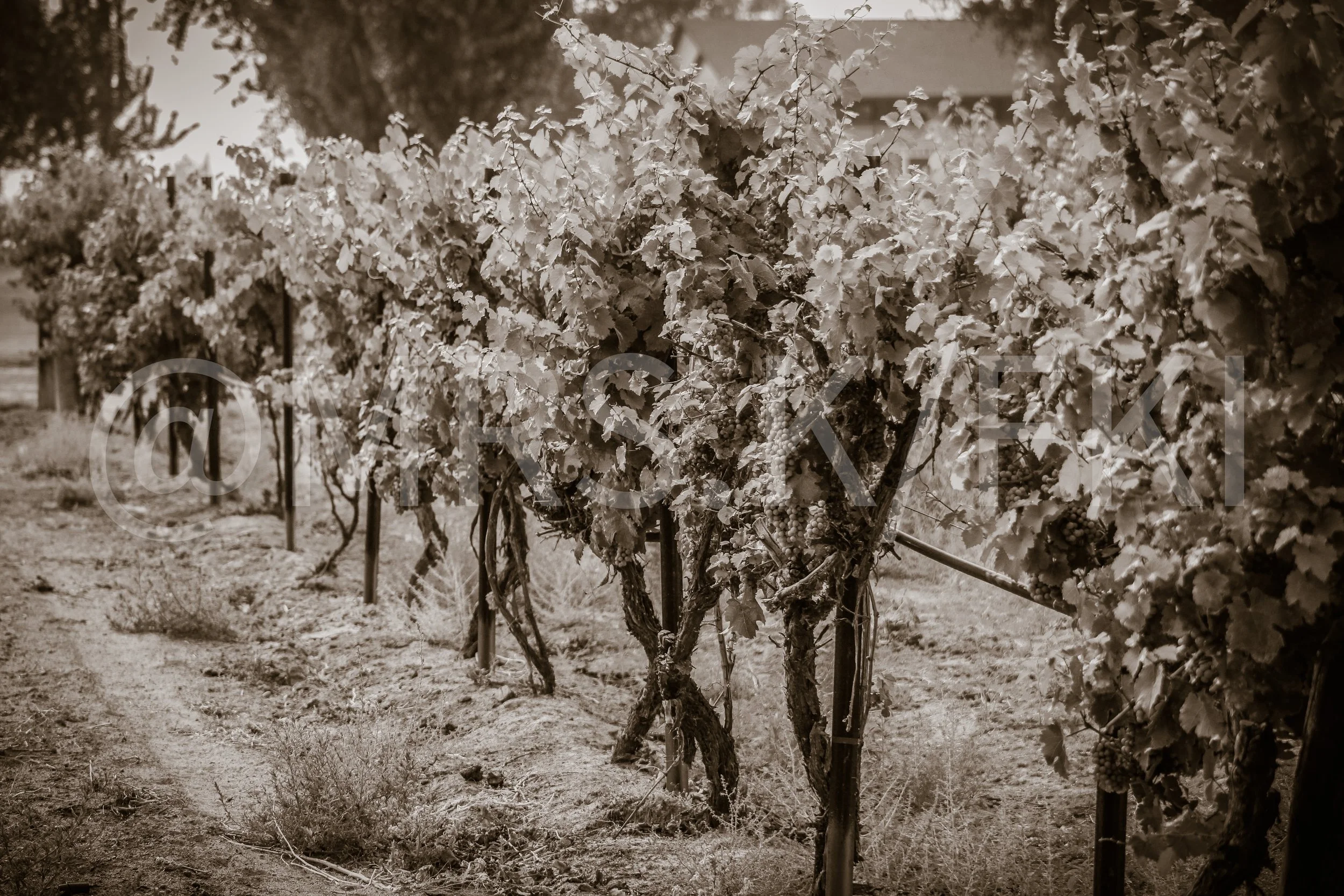  A Master Work of Art - An Original Piece of Photography 1 of 10 to print Custom Fine Art -Vines of grape grapes growing in a vineyard with leaves and supporting stakes, captured in black and white.