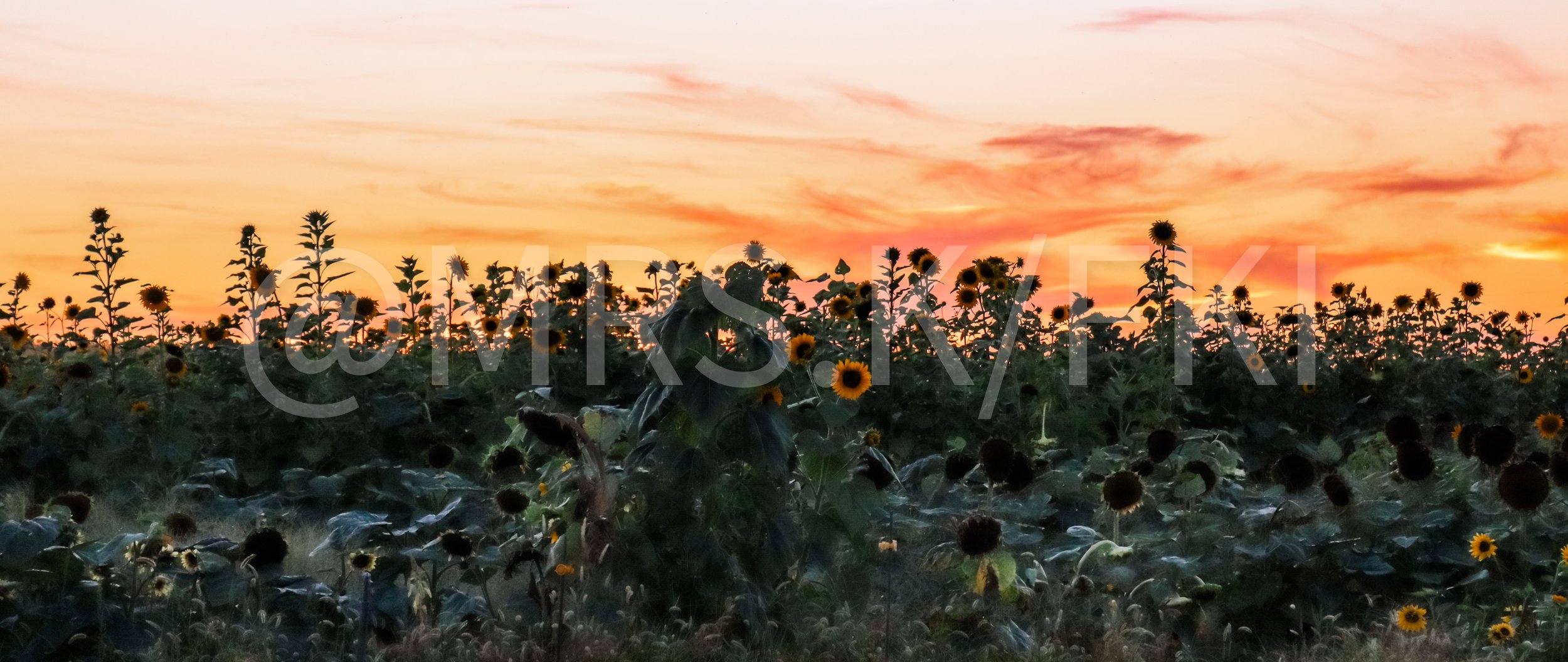 Sunflower field at sunset with a sky of orange and pink hues, silhouettes of sunflowers, and a person among the flowers.