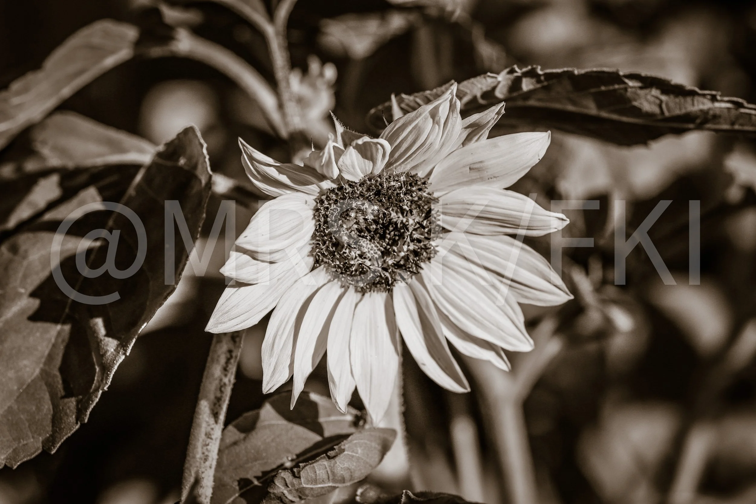 A sepia-toned close-up of a sunflower with detailed petals, center, and surrounding leaves.