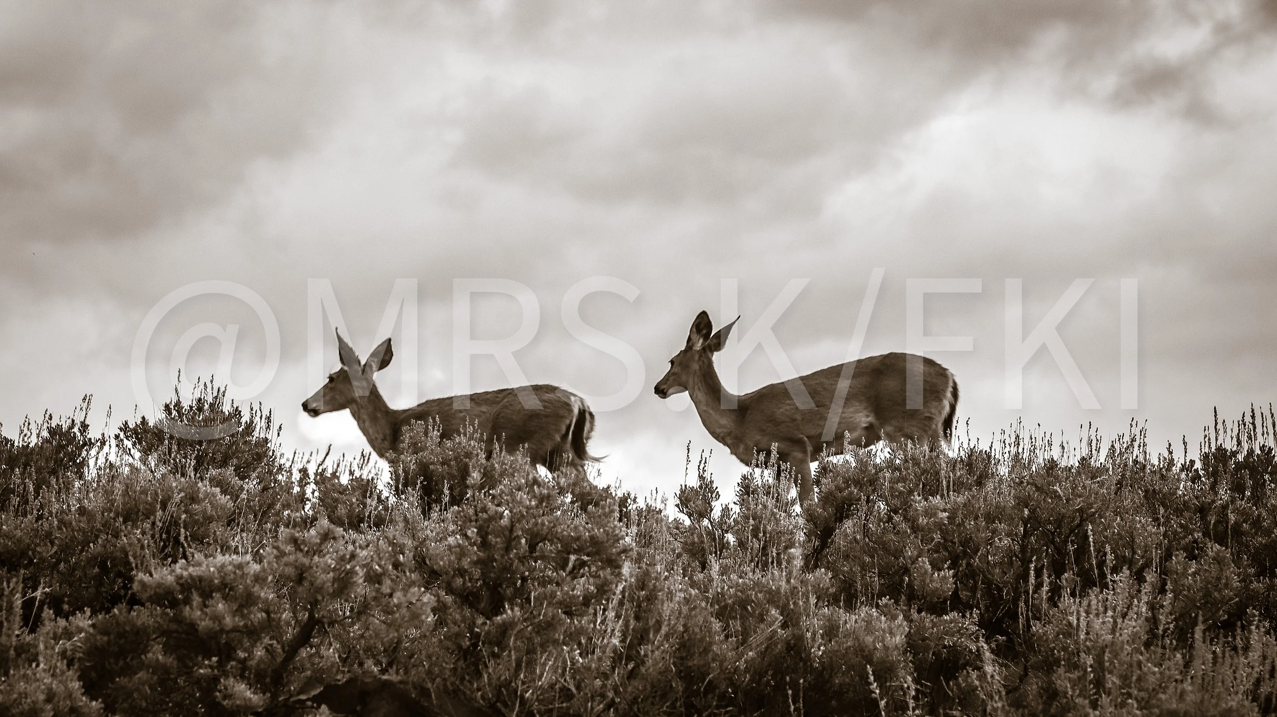  A Master Work of Art - An Original Piece of Photography 1 of 10 to print Custom Fine Art -Two deer standing on a grassy hillside with overcast sky in the background.