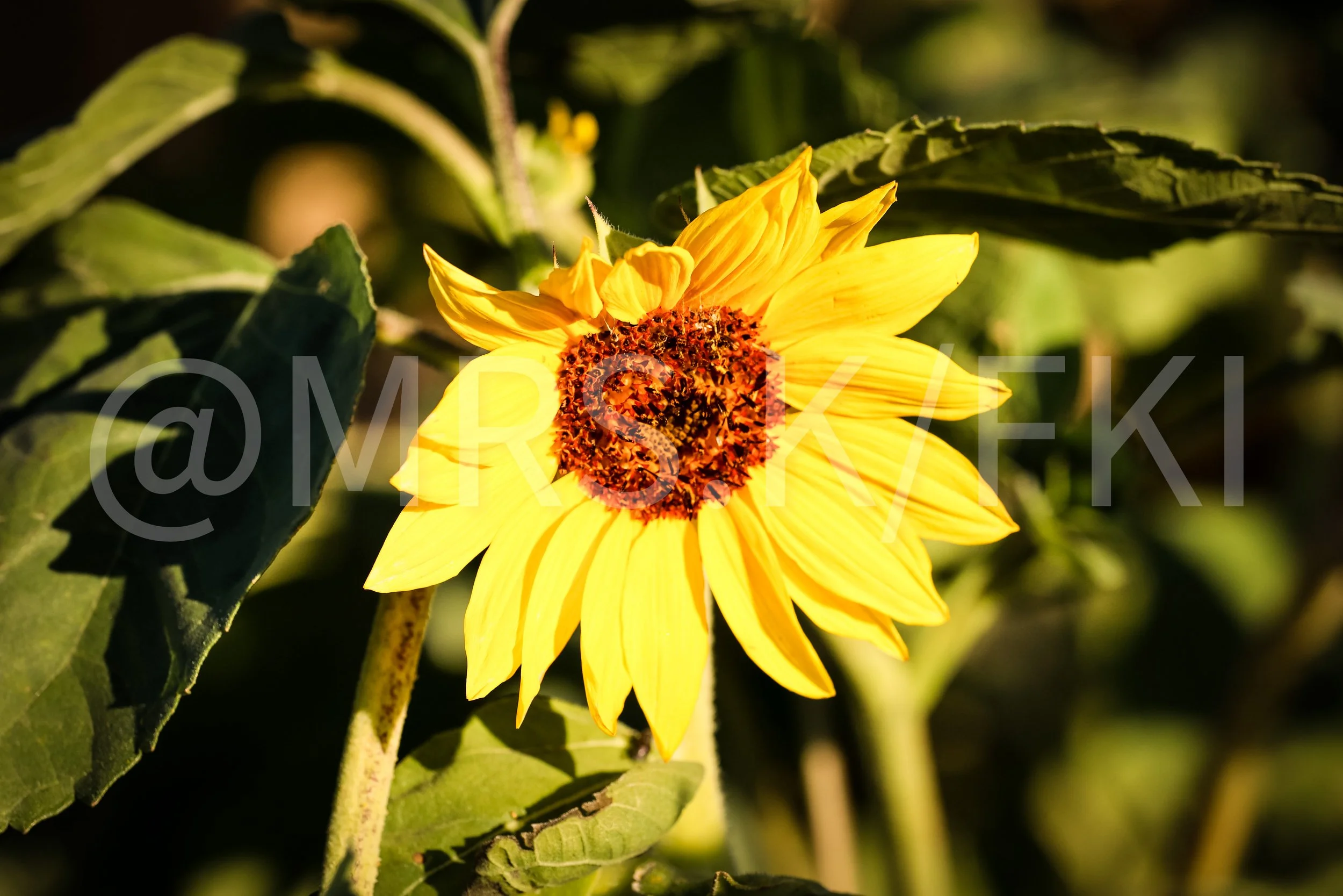 A close-up of a yellow sunflower with a dark brown center, surrounded by green leaves and illuminated by sunlight.