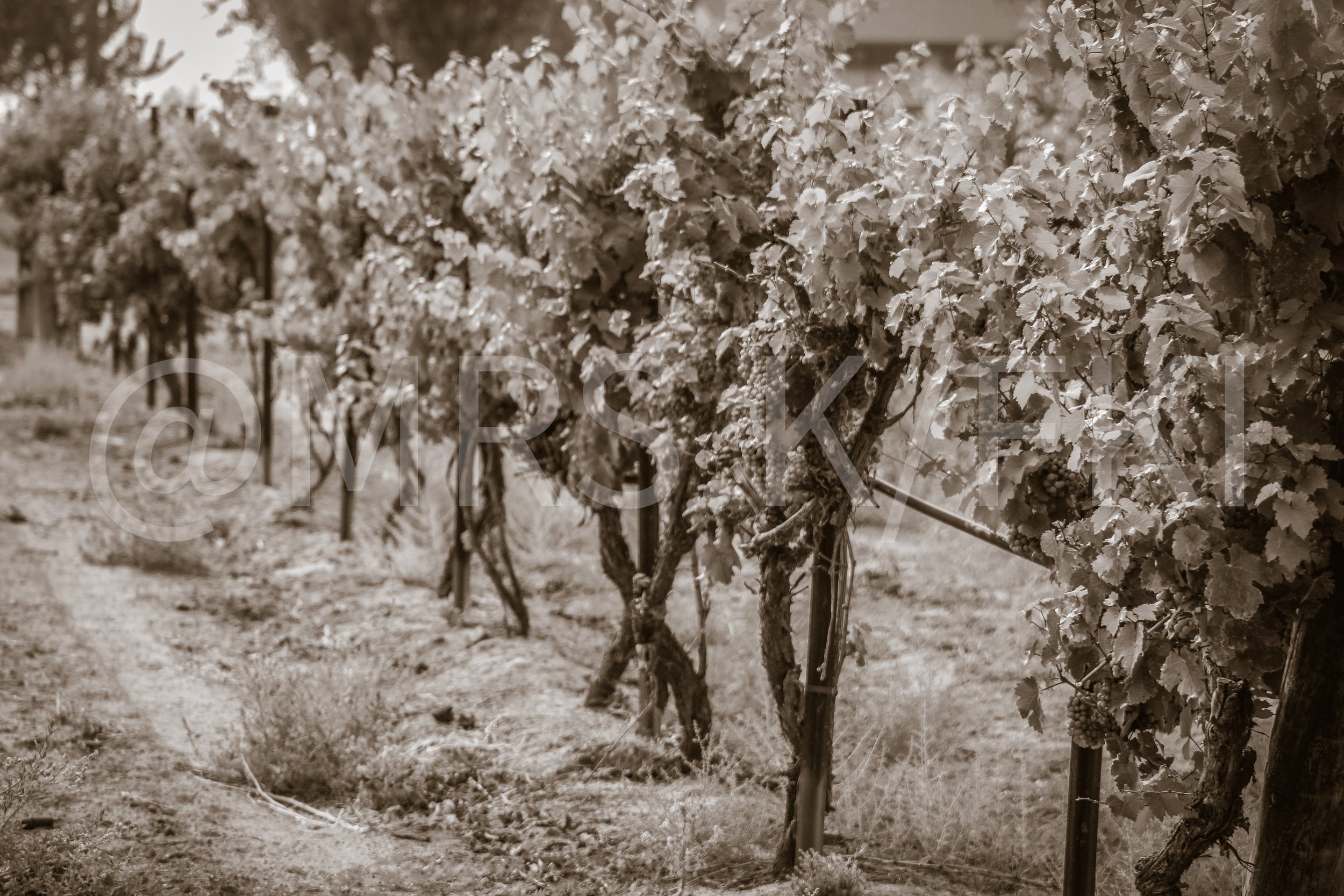  A Master Work of Art - An Original Piece of Photography 1 of 10 to print Custom Fine Art -Vineyard rows with grapevines under clear sky in monochrome sepia tone