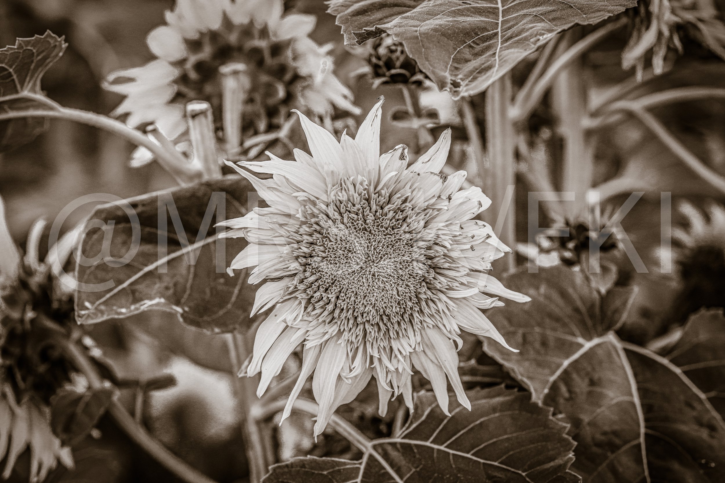  A Master Work of Art - An Original Piece of Photography 1 of 10 to print Custom Fine Art -A sunflower with some damaged petals surrounded by large leaves and other plants.