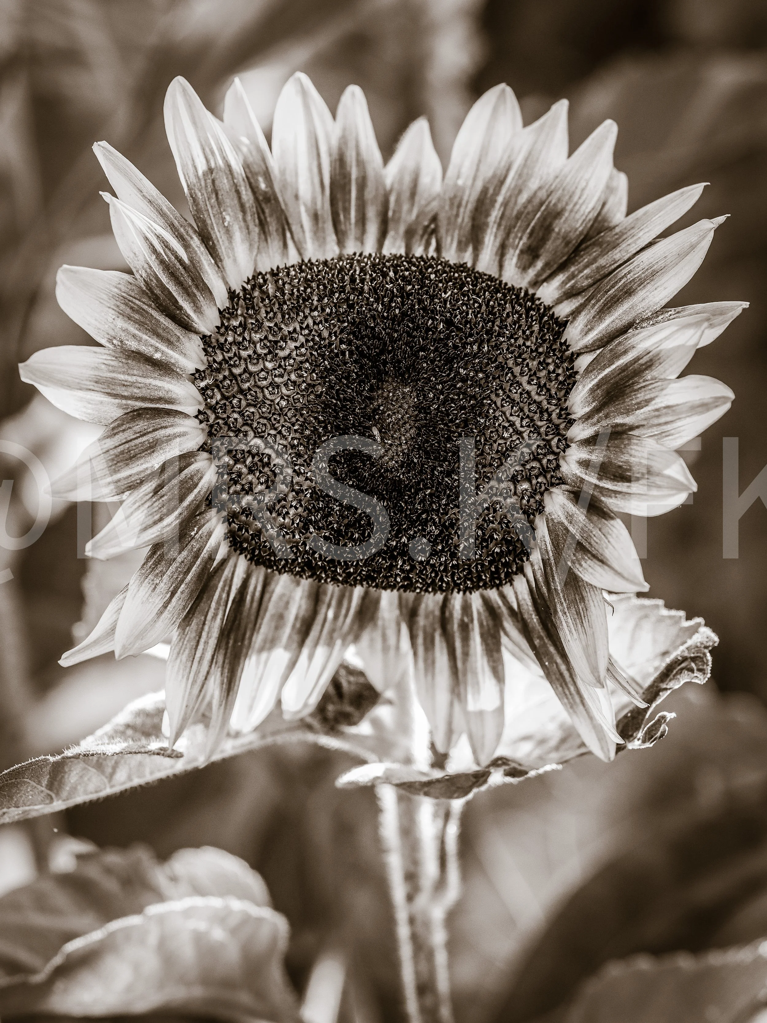 Close-up of a sunflower in black and white, showing the detailed center and surrounding petals.