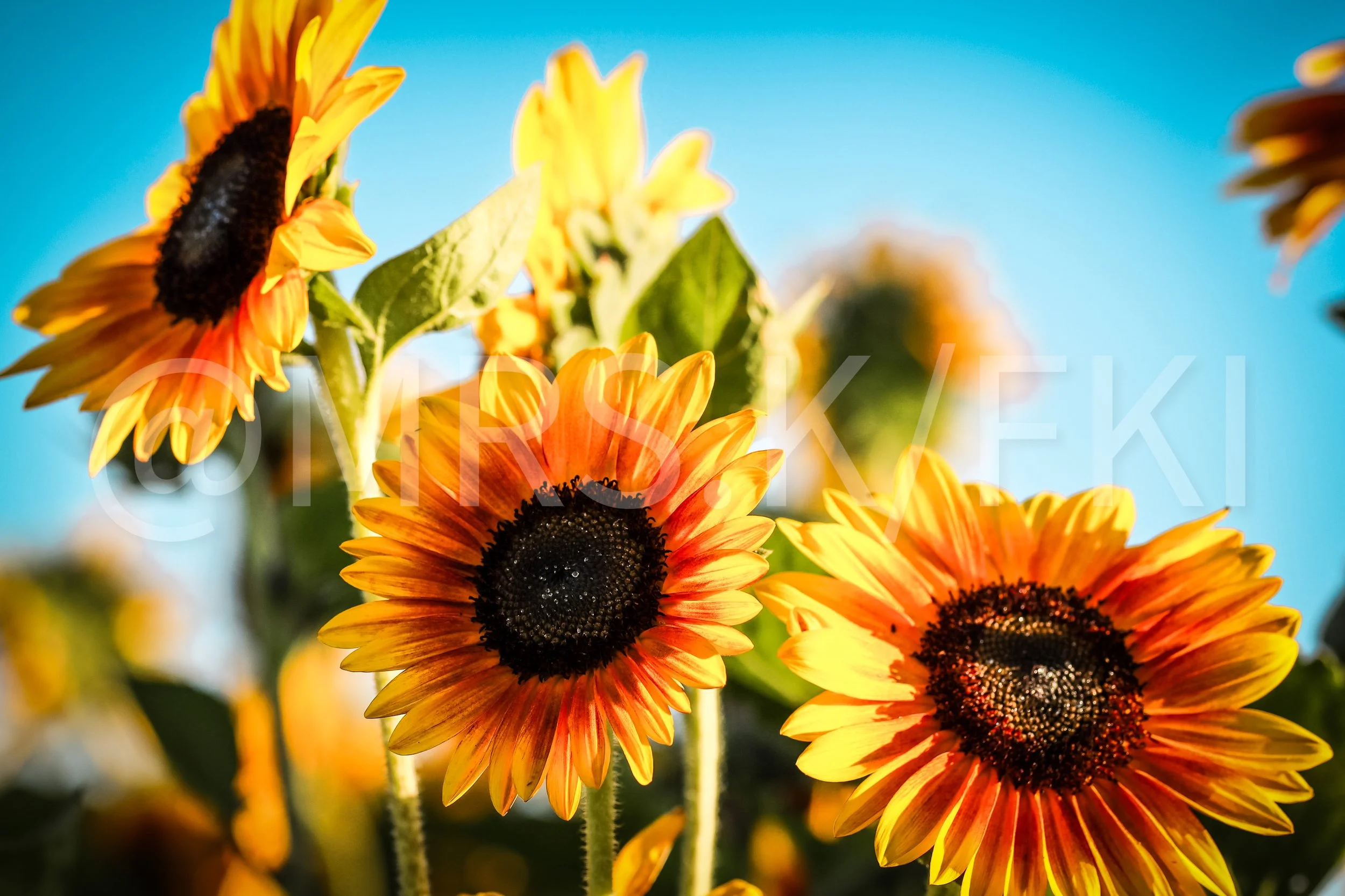  A Master Work of Art - An Original Piece of Photography 1 of 10 to print Custom Fine Art -Close-up of bright yellow and orange sunflowers against a clear blue sky.