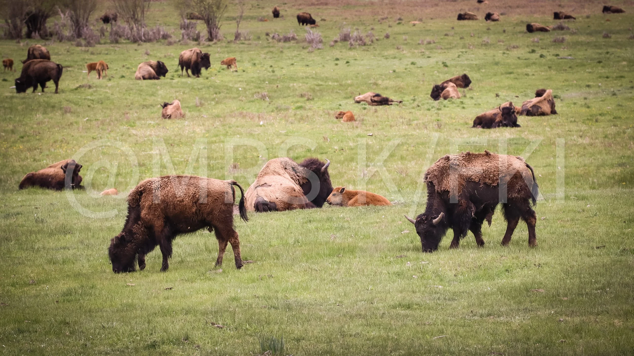  A Master Work of Art - An Original Piece of Photography 1 of 10 to print Custom Fine Art -Bison grazing and resting on a grassy plain with a few calves, small bushes, and distant bison in the background.