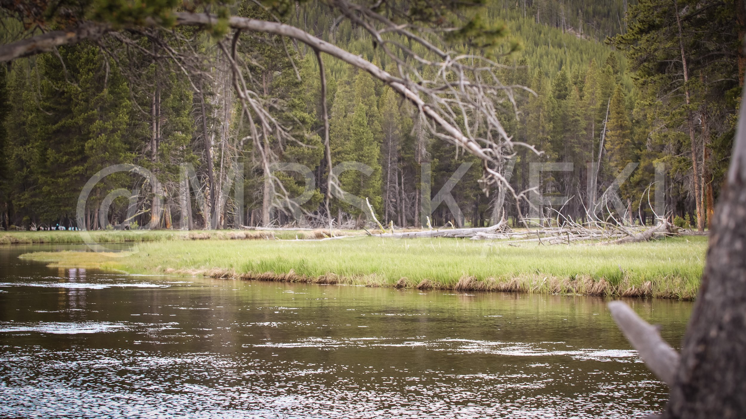  A Master Work of Art - An Original Piece of Photography 1 of 10 to print Custom Fine ArtA forested scene with a river in the foreground, green grass along the riverbank, and tall trees in the background, some fallen branches extend across the scene.