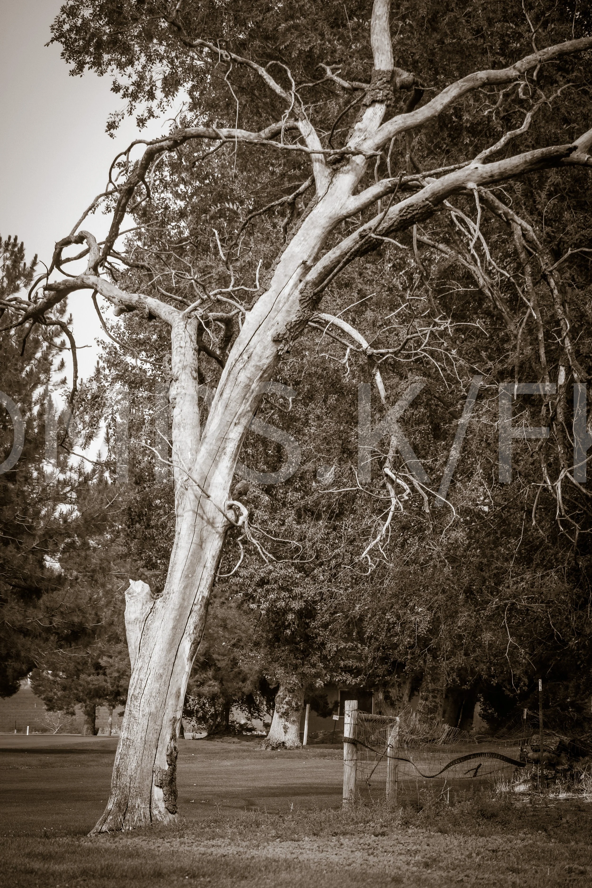 An Original Piece of Photography 1 of 10 to print Custom Fine Art - A black and white photo. An older lonely and very different large tree with twisting branches in a grassy yard with a few other normal trees and a wire fence in the background. Mine.