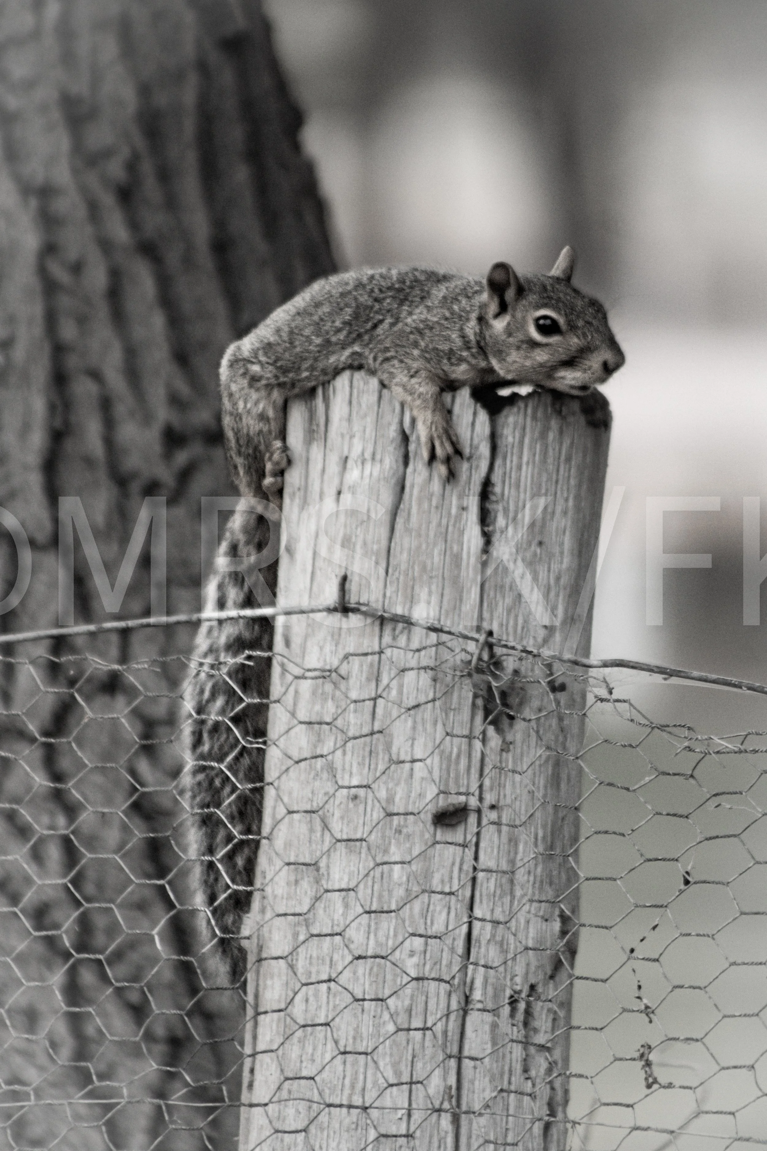 An Original Piece of Photography 1 of 10 to print Custom Fine Art - 106 degrees. In the heat. A squirrel lying on a wooden post behind a wire fence. To tired to run and play.