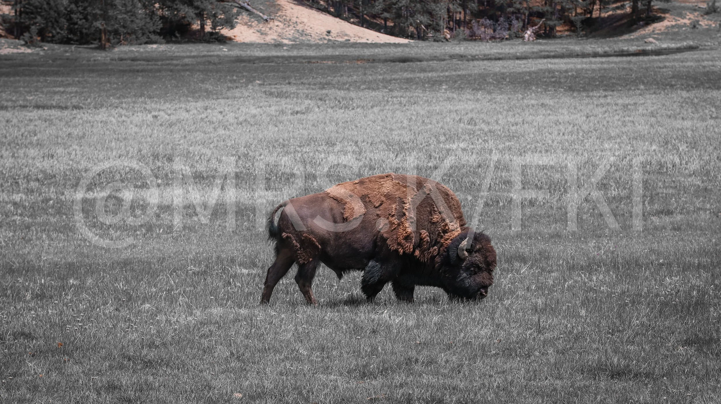 A bison grazing on grass in a field with a mountain range in the background.