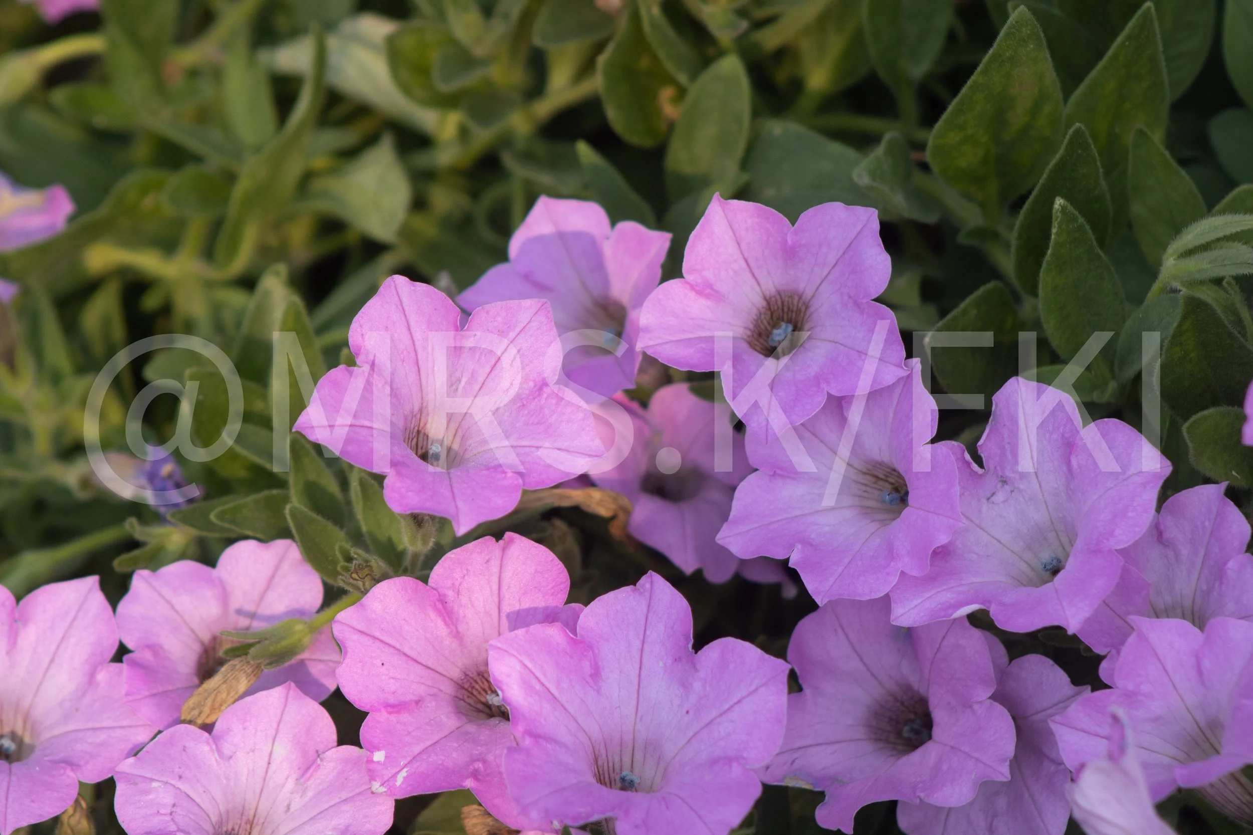 An Original Piece of Photography 1 of 10 to print Custom Fine Art - Close-up of pink and purple hydrangea flowers surrounded by green leaves.