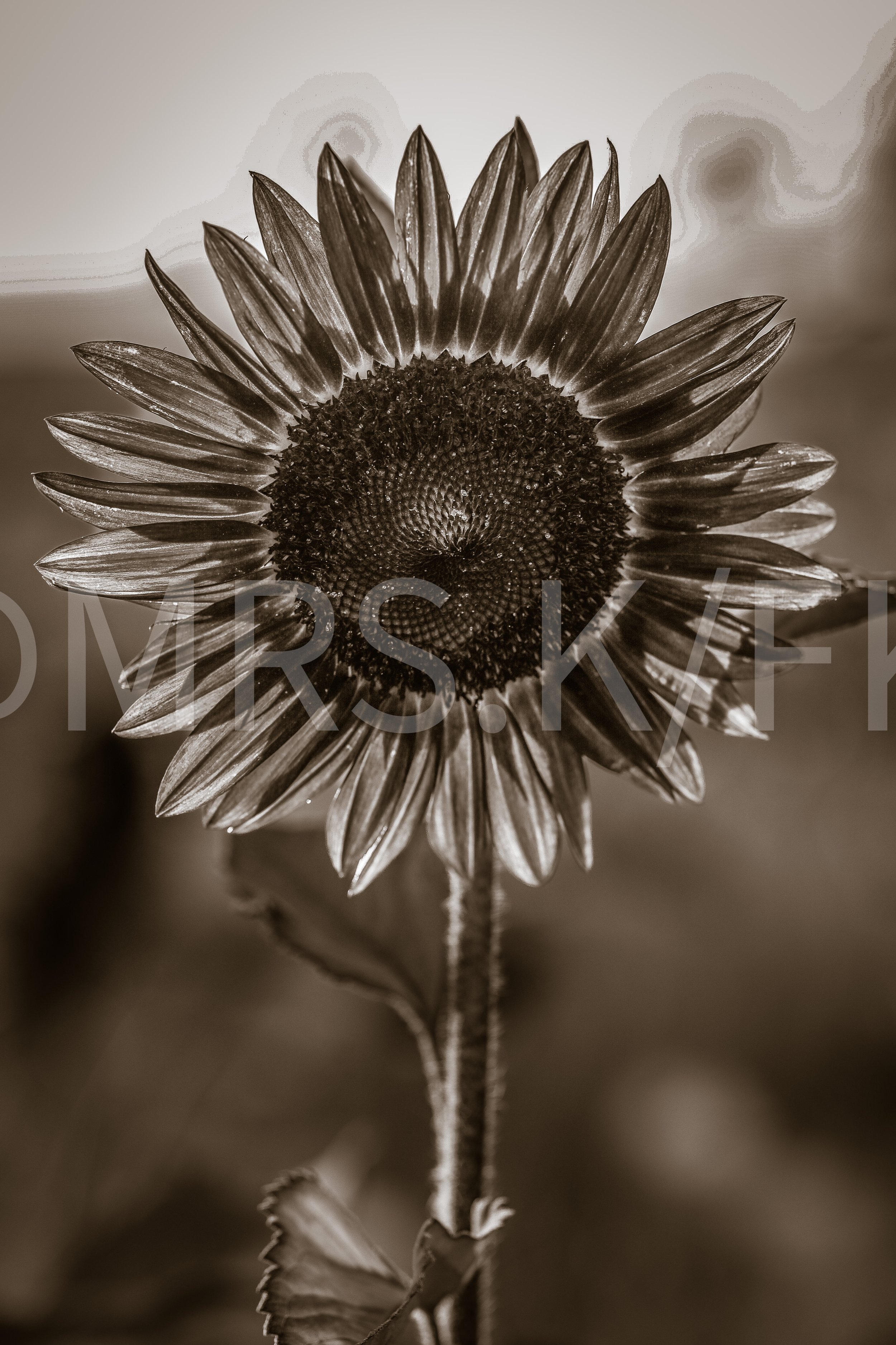  A Master Work of Art - An Original Piece of Photography 1 of 10 to print Custom Fine Art -Black and white photo of a sunflower with a detailed center and long, pointed petals. The background is blurred, highlighting the flower.