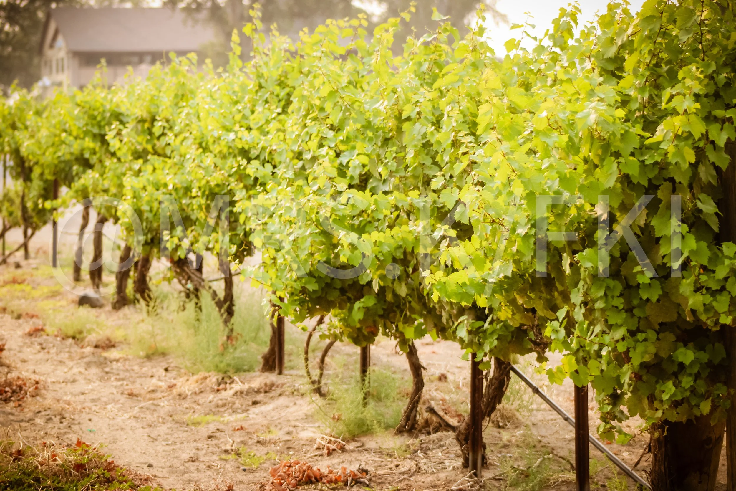 Vineyard rows with lush green grapevines, sunlight filtering through the leaves, and a house in the background.