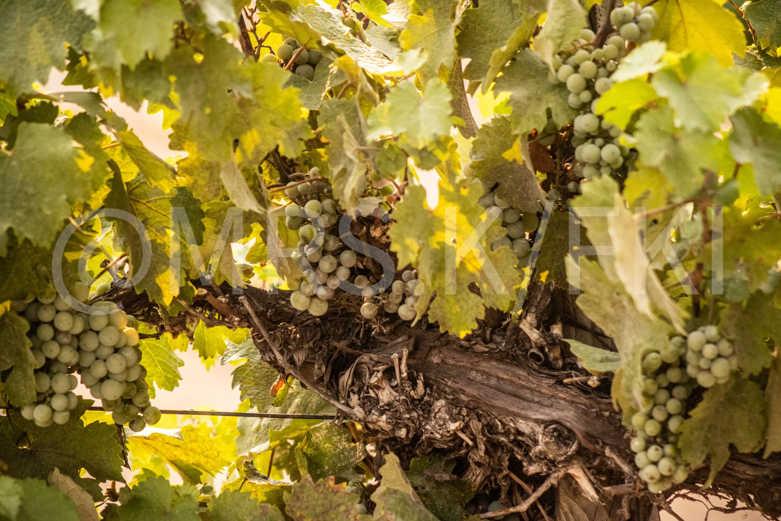 An Original Piece of Photography 1 of 10 to print Custom Fine Art - The Sun may be setting but the light is captured peering through a Close-up of a grapevine with green grapes hanging in bunches among large green leaves.