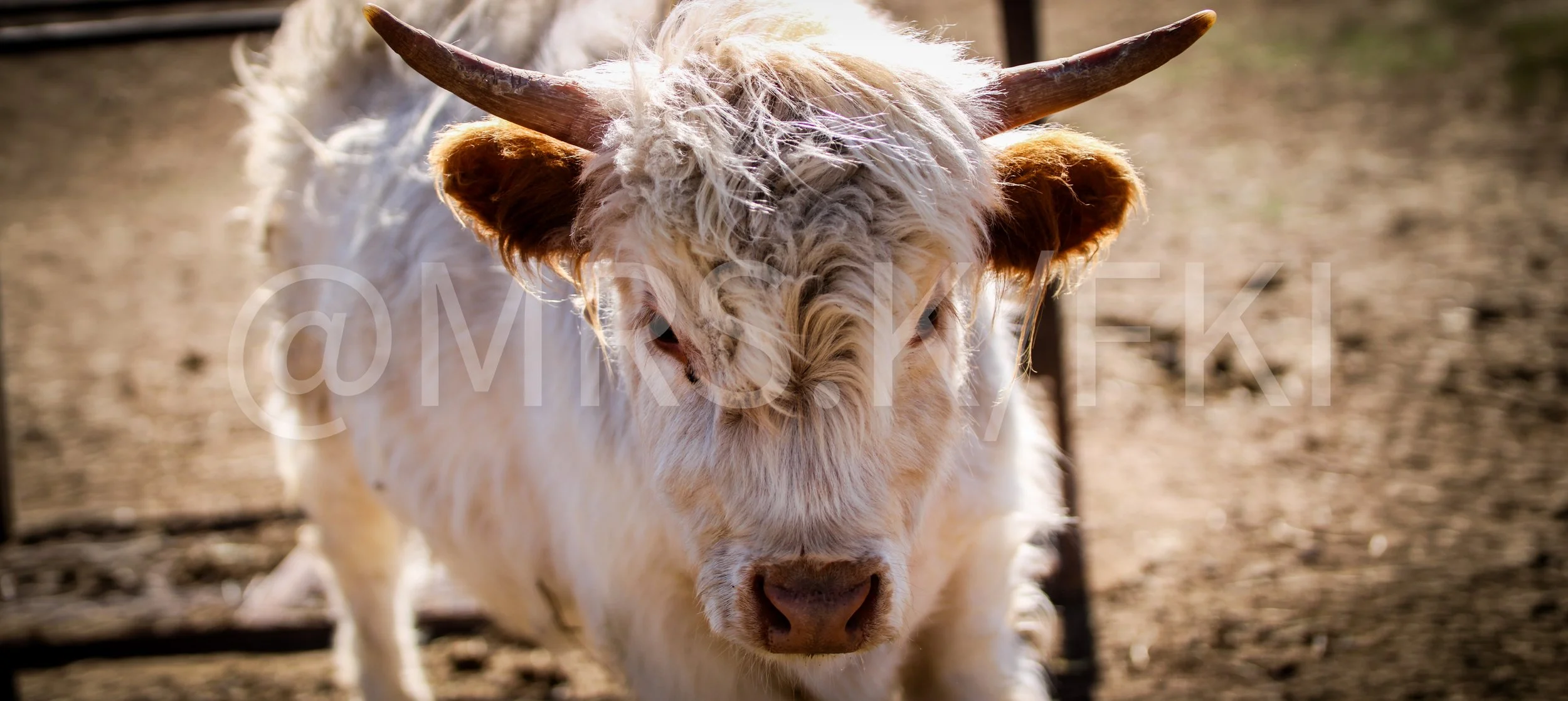  A Master Work of Art - An Original Piece of Photography 1 of 10 to print Custom Fine Art -Close-up of a white cow with curly fur and horns, standing on dirt ground outdoors.