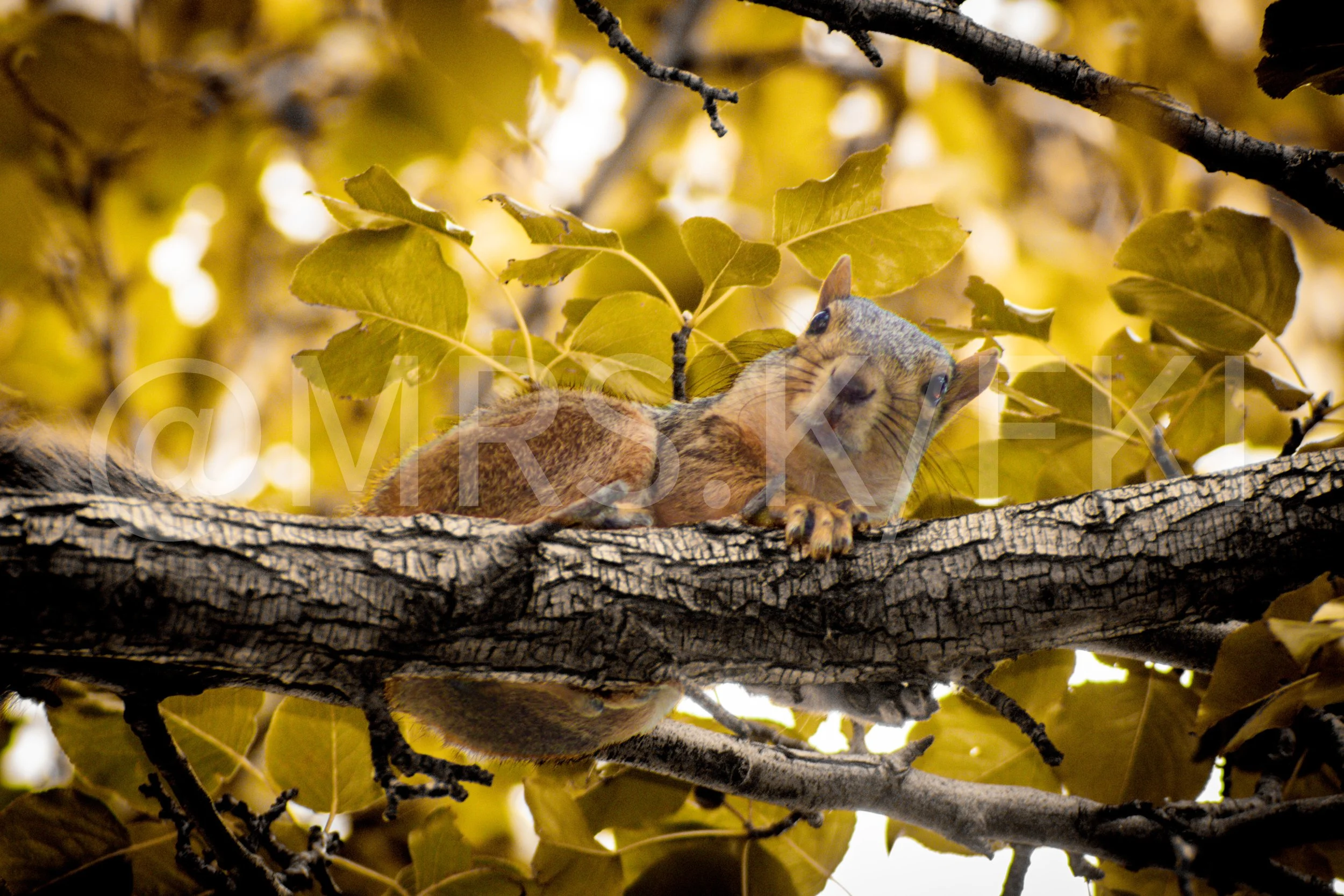 An Original Piece of Photography 1 of 10 to print Custom Fine Art - A squirrel lying on a tree branch surrounded by yellow leaves.